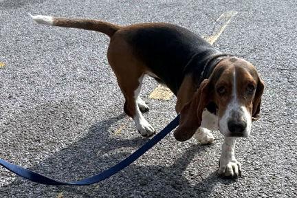 CHIEF - ADOPTION PENDING! — thumbnail 3