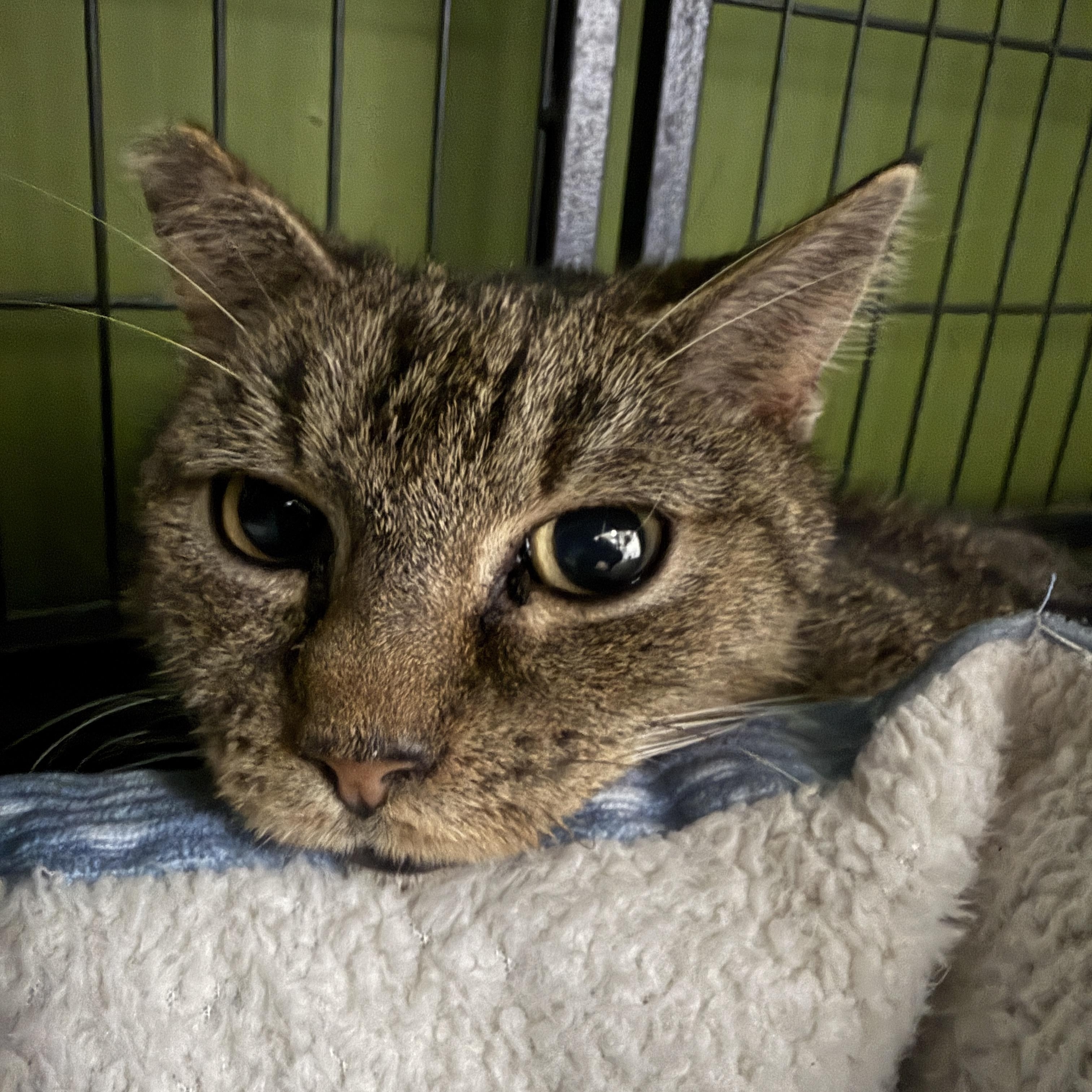 Enlarge Daffodil, a ADOPTABLE Domestic Short Hair in Orleans, VT image 1/1