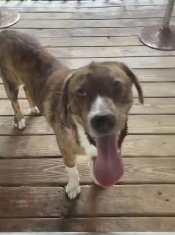 Enlarge Roadblock, a Adoptable mixed breed in Cleveland, TN image 1/1