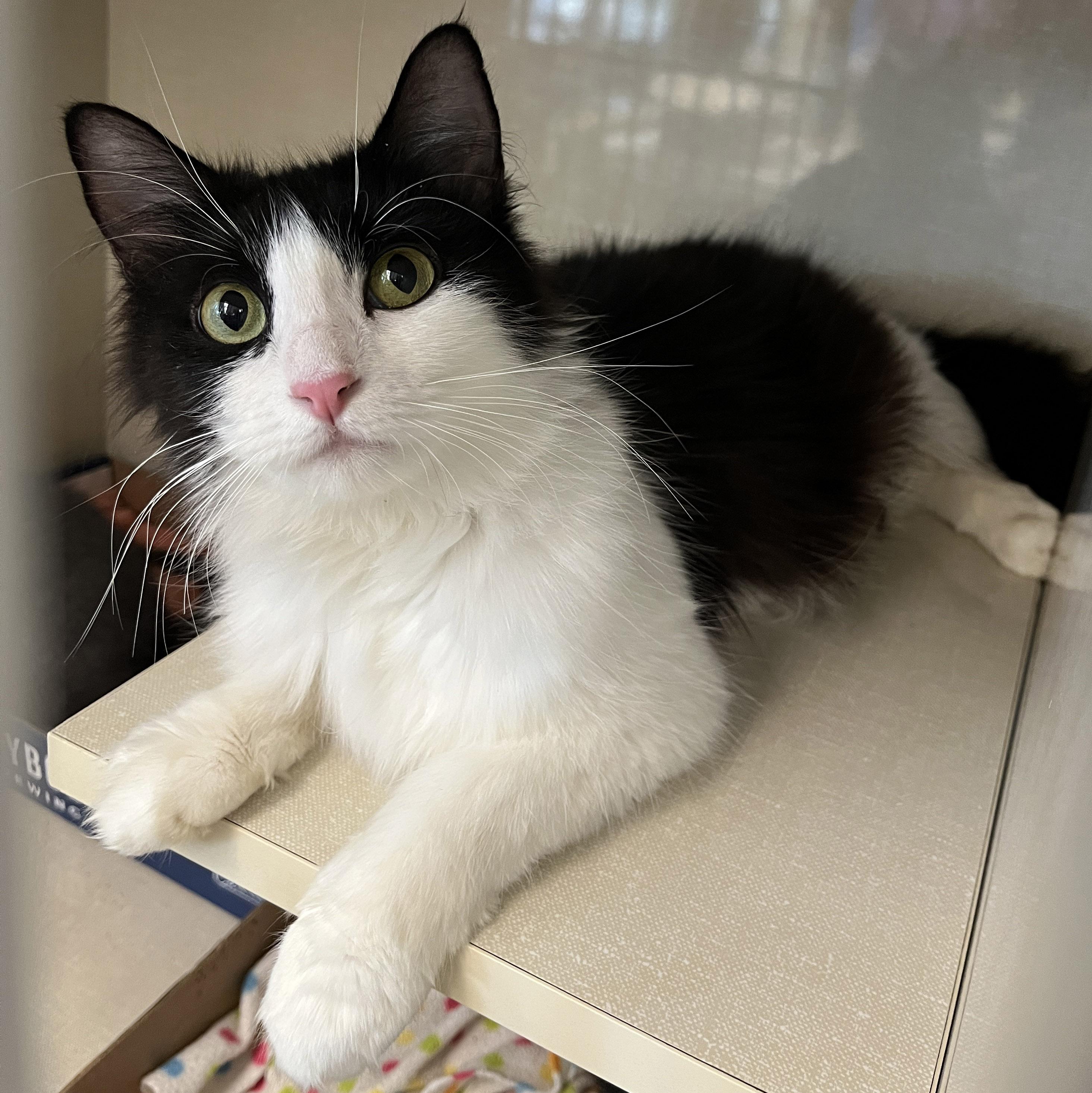 Roxy, ADOPTABLE, Young Female Domestic Medium Hair.