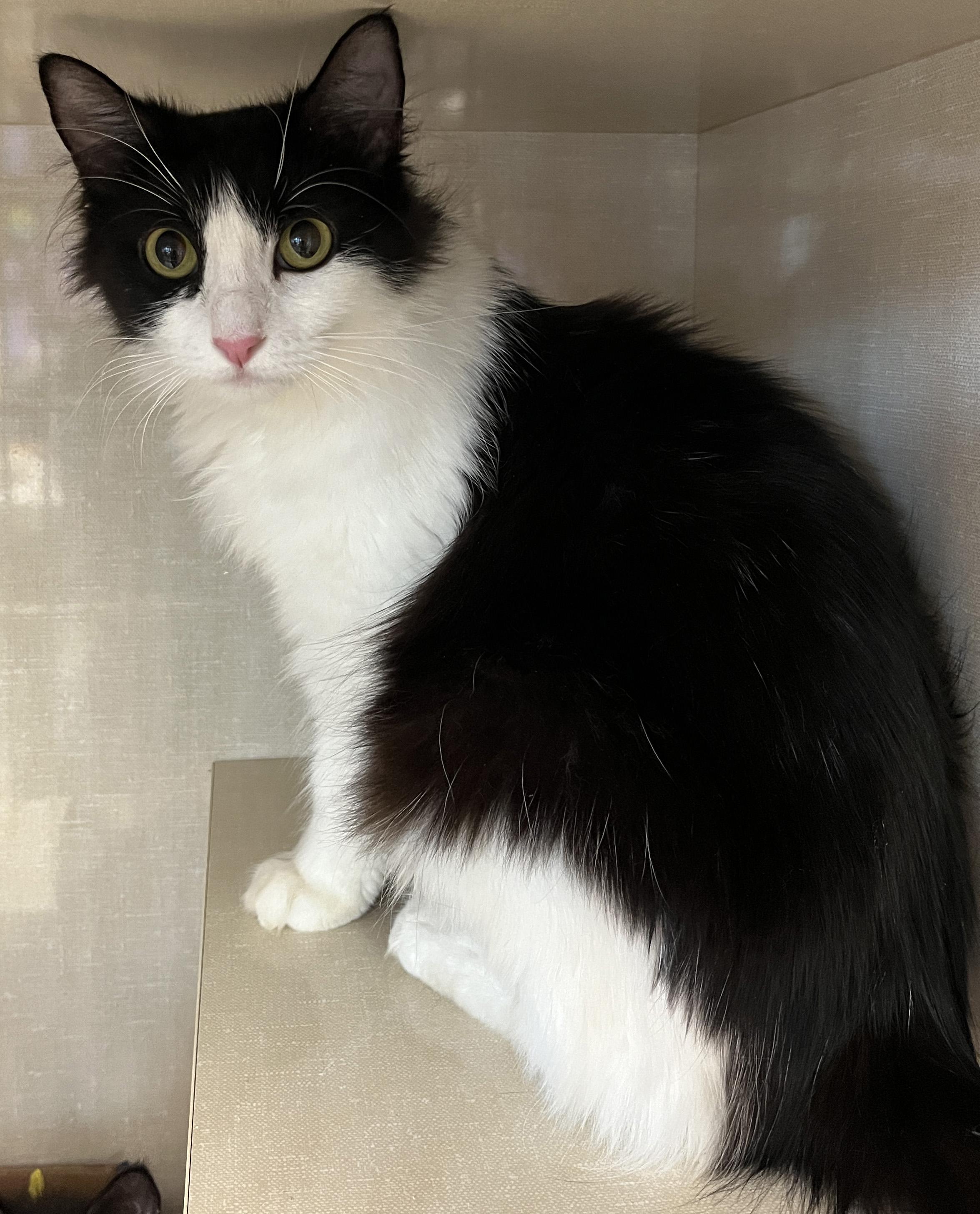 Enlarge Roxy, a ADOPTABLE Domestic Medium Hair in Tigard, OR image 2/4