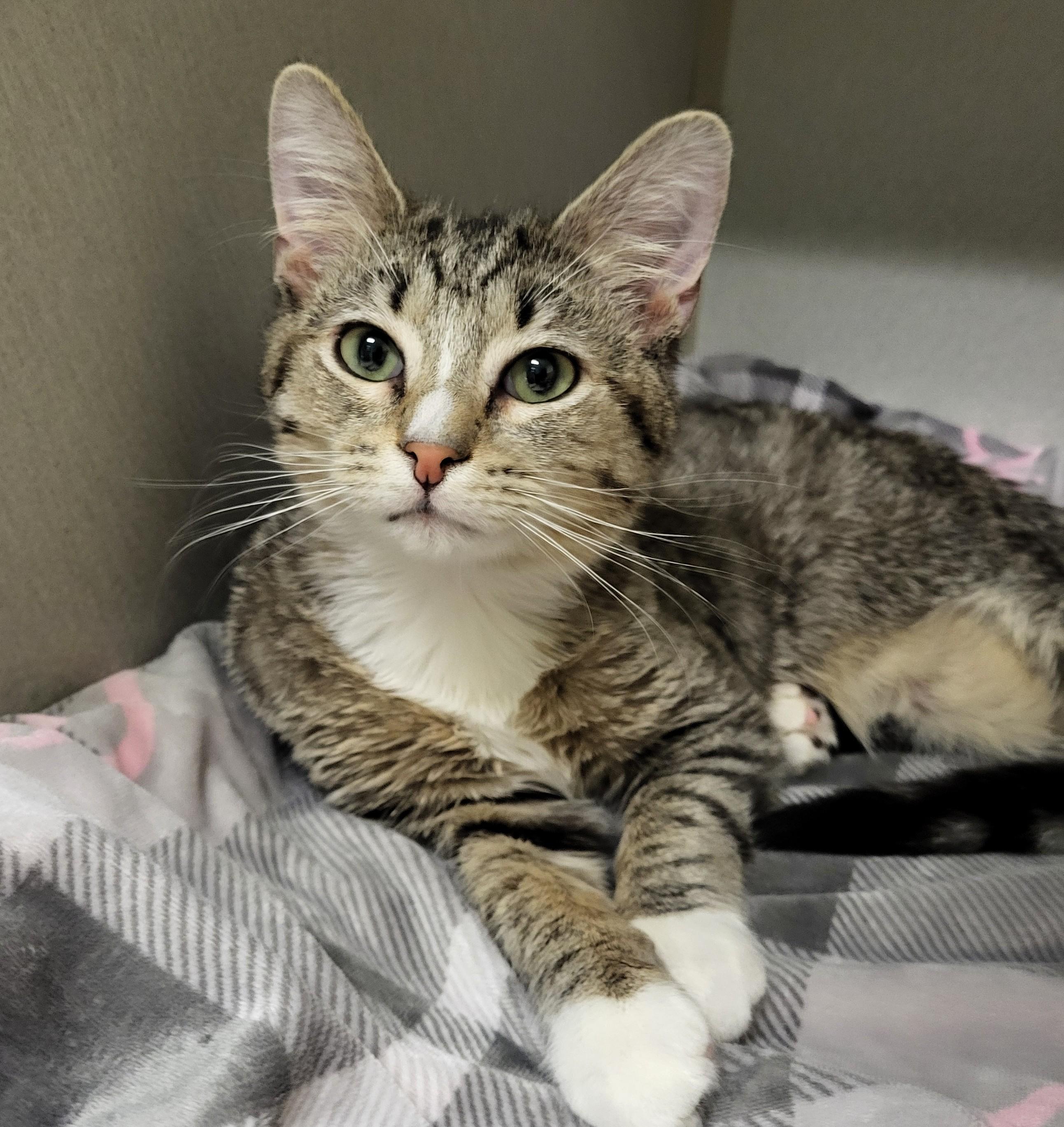 Enlarge Walter, an adopted Domestic Short Hair in Grayslake, IL image 2/2