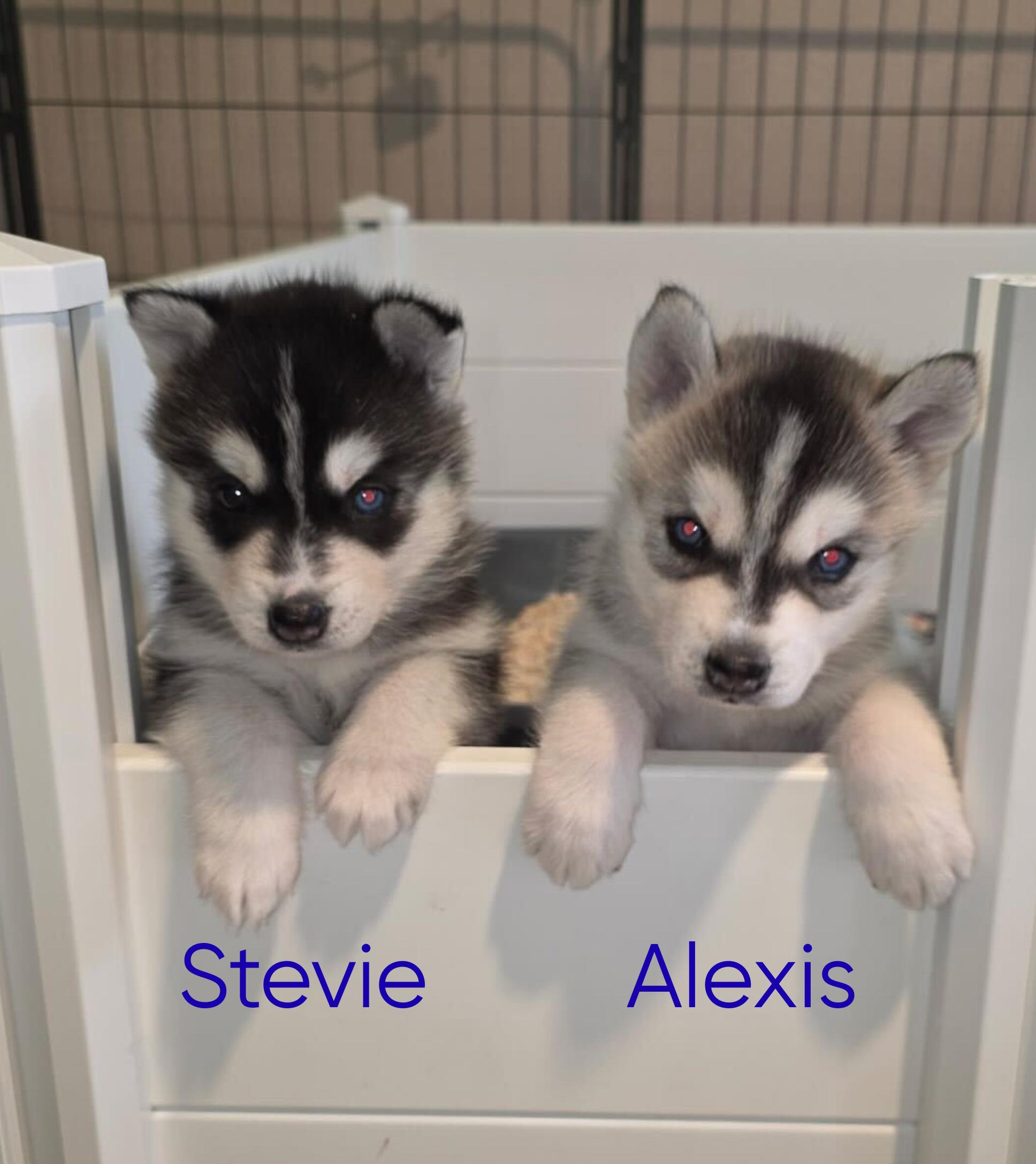 Alexis, Adoptable, Puppy Female Siberian Husky.