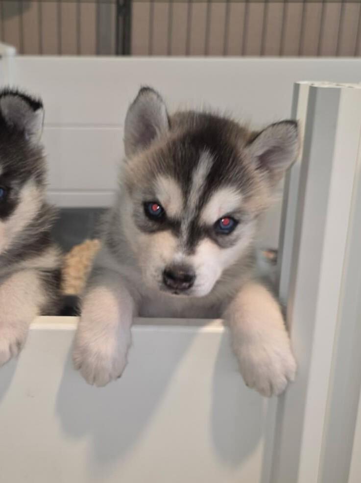 Enlarge Alexis, a Adoptable Siberian Husky in Cottonwood Heights, UT image 3/4