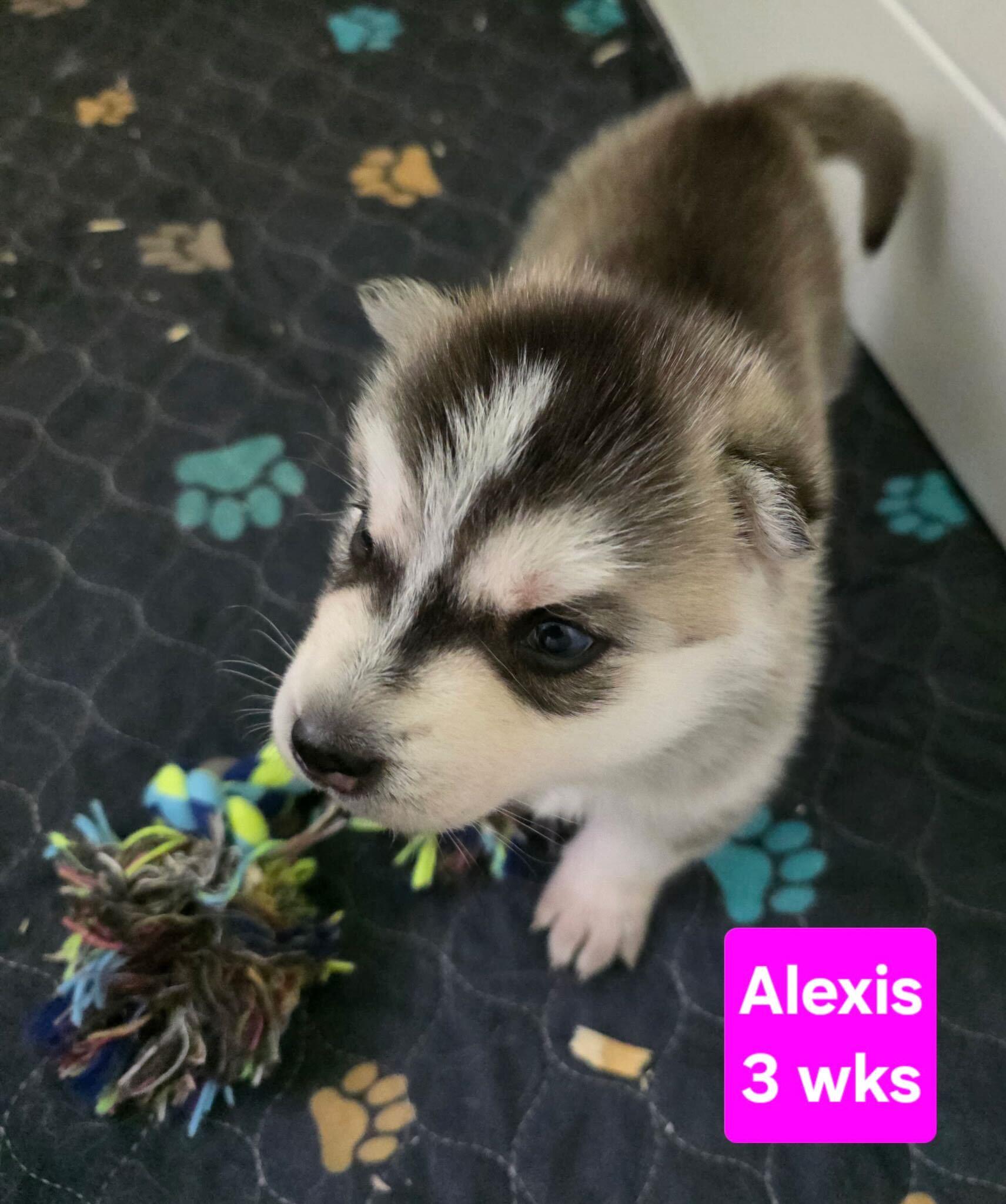 Enlarge Alexis, a Adoptable Siberian Husky in Cottonwood Heights, UT image 4/4