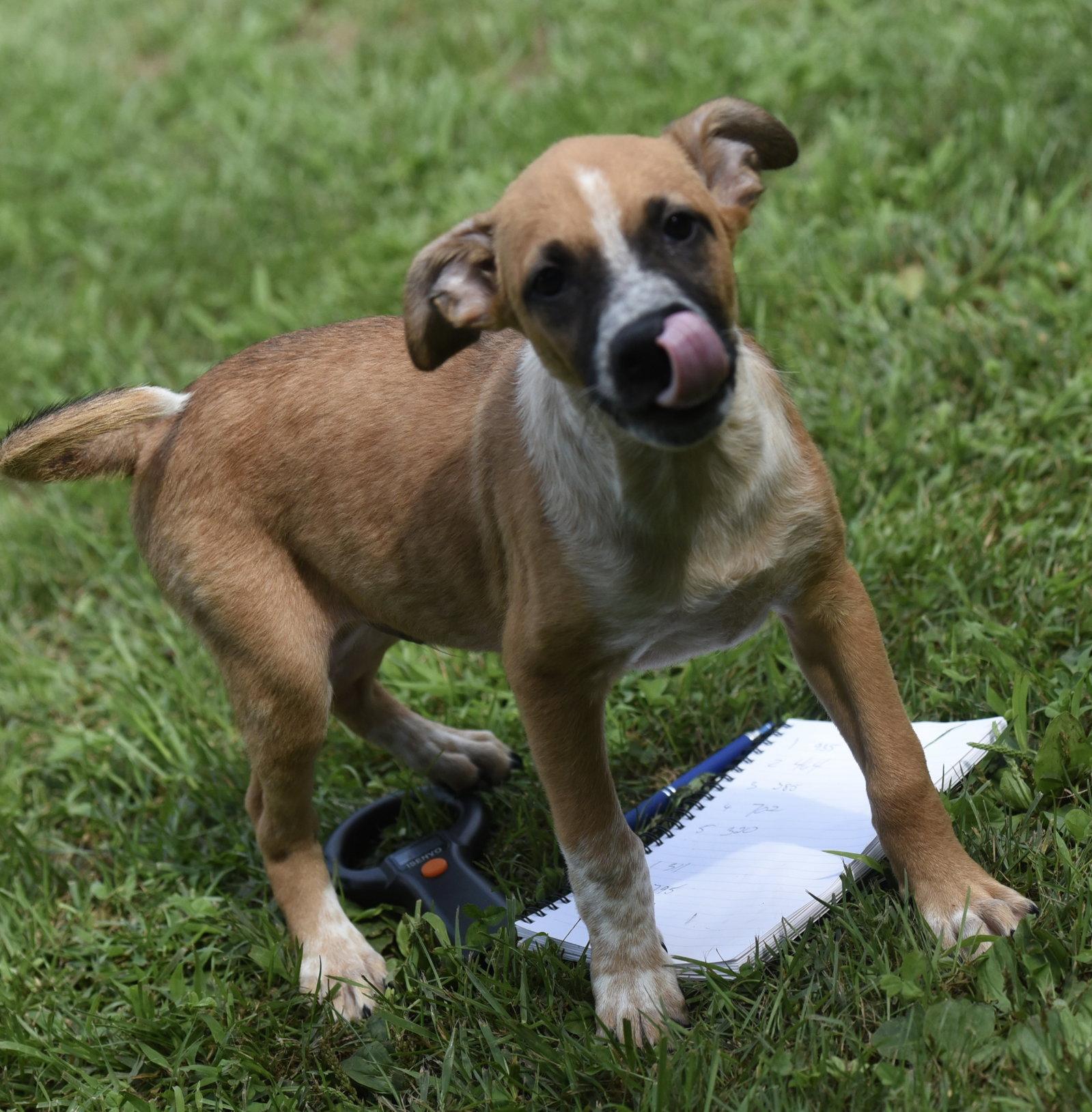 Urban, Adoptable, Puppy Male Hound & Shepherd.