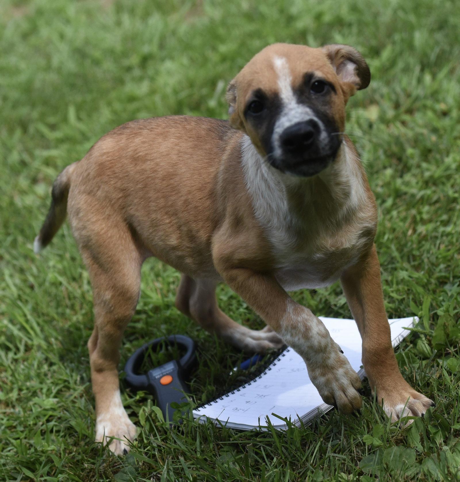 Enlarge Urban, a Adoptable mixed breed in Mechanicsburg, PA image 2/3