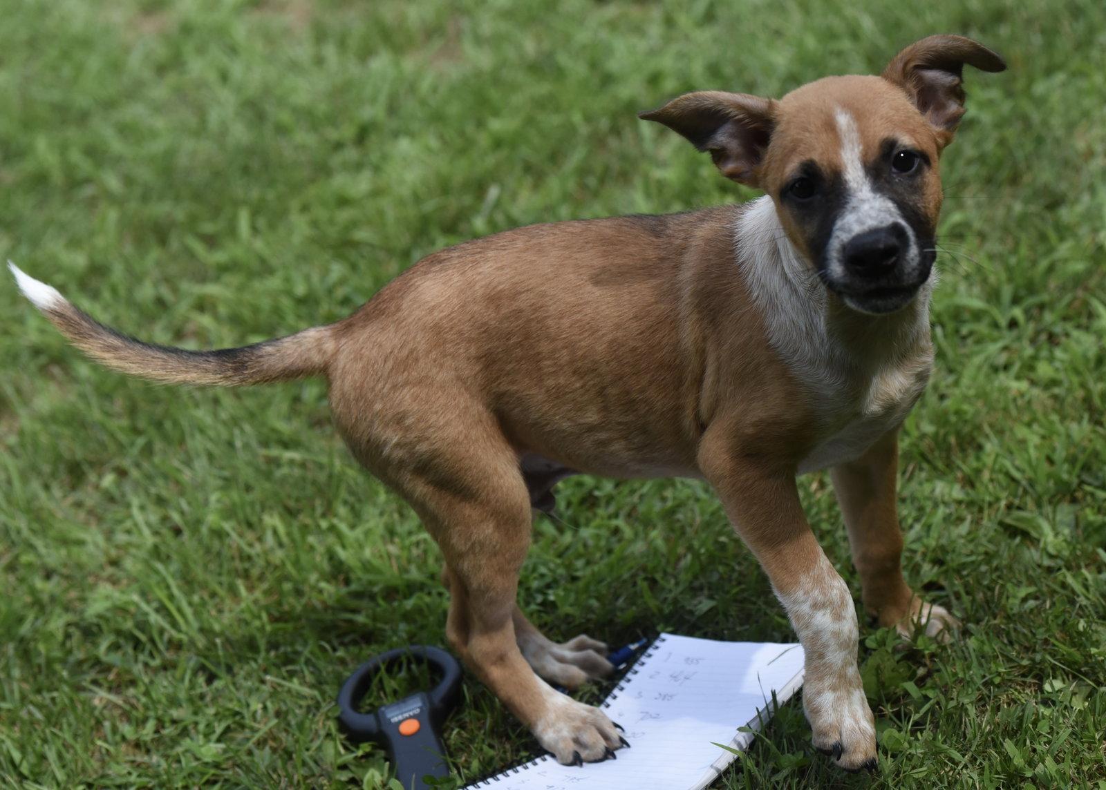 Enlarge Urban, a Adoptable mixed breed in Mechanicsburg, PA image 3/3