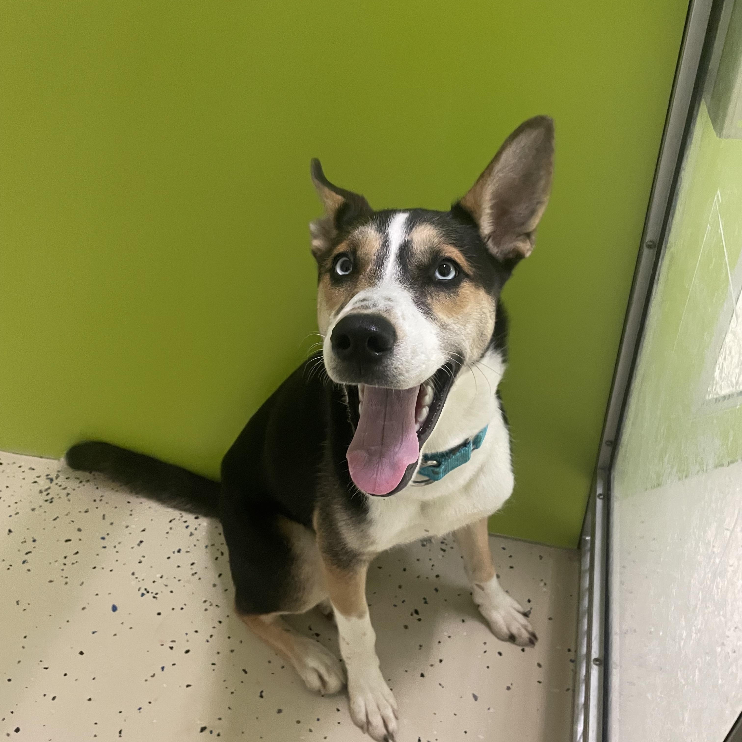 Thor, a ADOPTABLE mixed breed in AQUEBOGUE, NY image 4/4