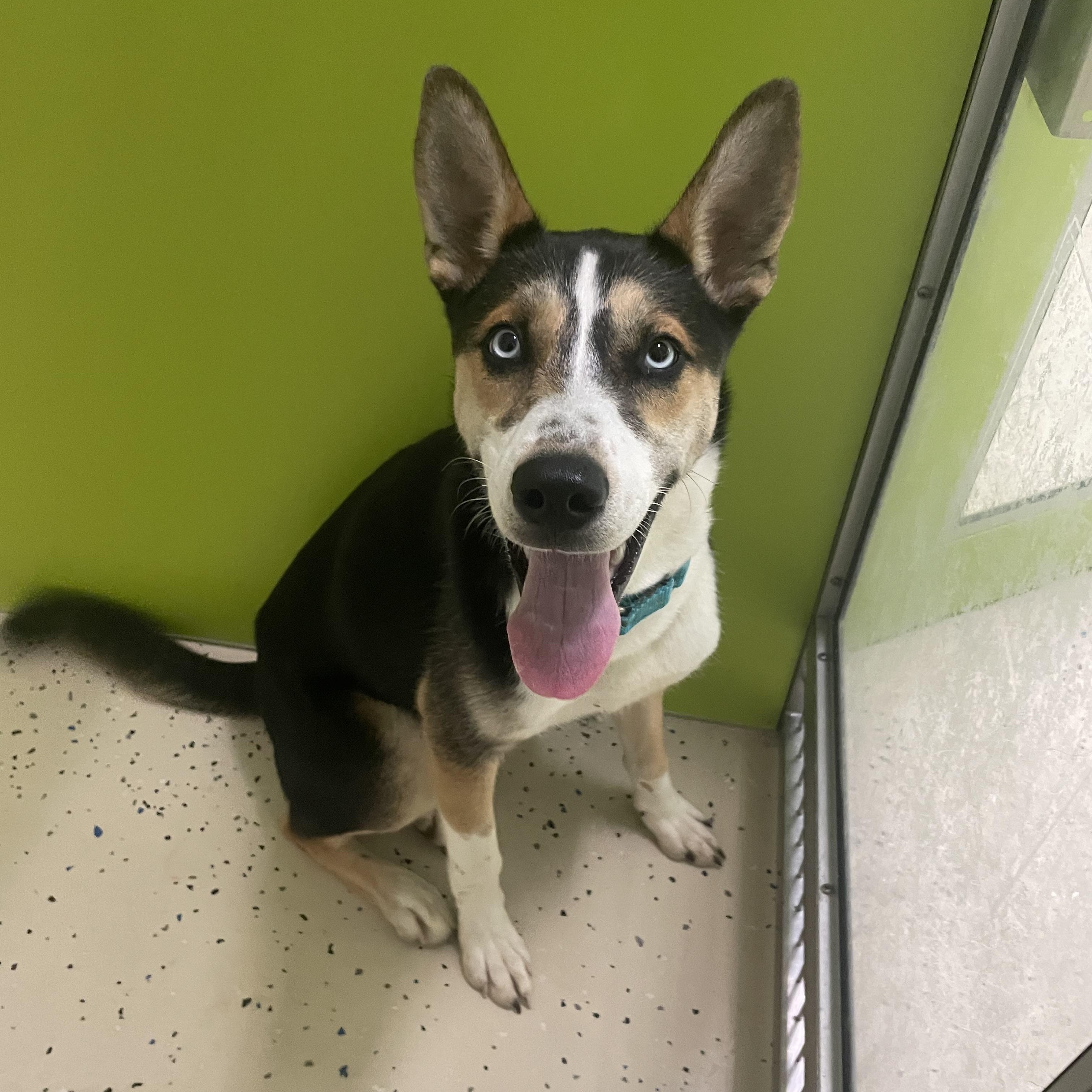 Thor, a ADOPTABLE mixed breed in AQUEBOGUE, NY image 2/4