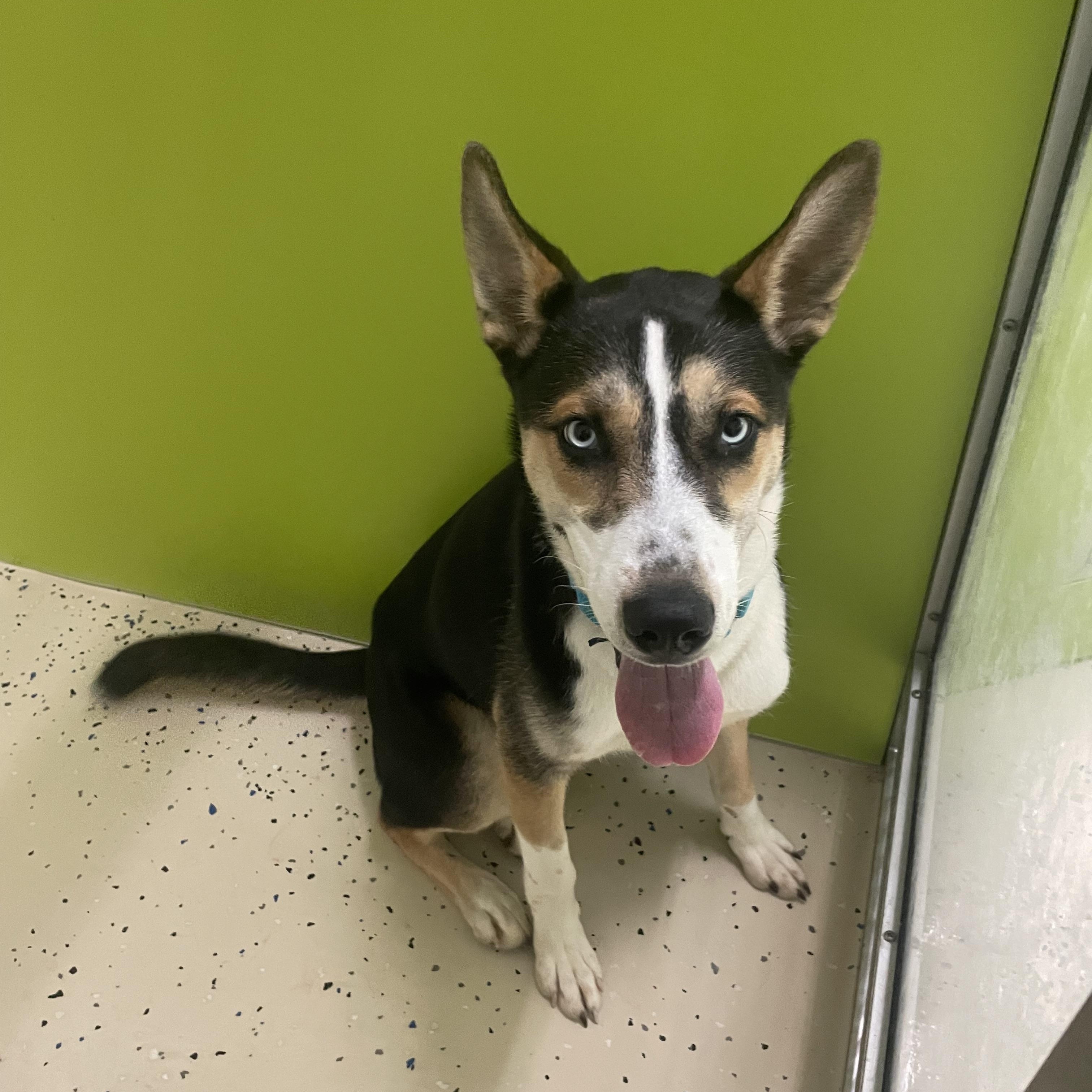 Thor, a ADOPTABLE mixed breed in AQUEBOGUE, NY image 3/4