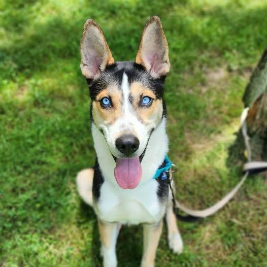 Thor, a ADOPTABLE mixed breed in AQUEBOGUE, NY image 1/4