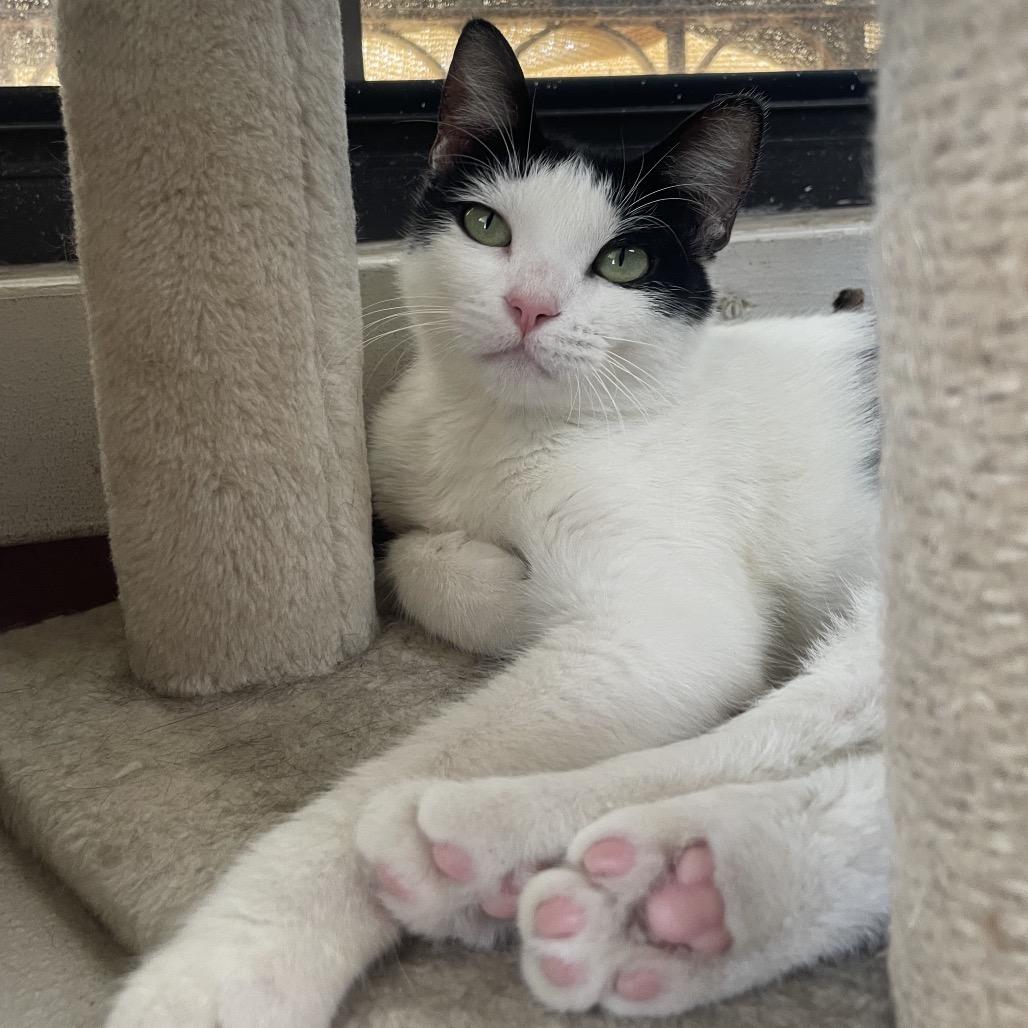 Lilo, Adoptable, Young Female Domestic Short Hair.