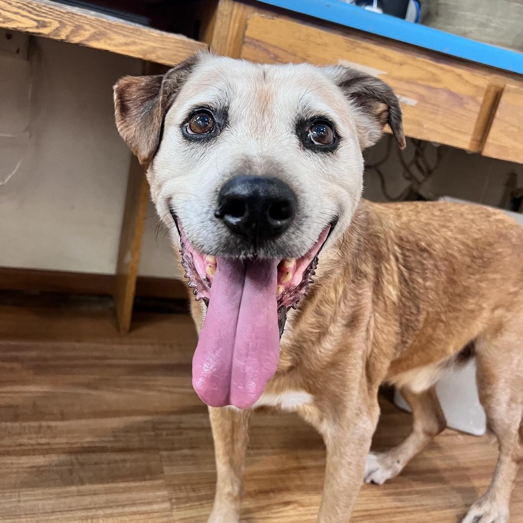 Wilber, Adoptable, Senior Male Retriever & Mixed Breed.