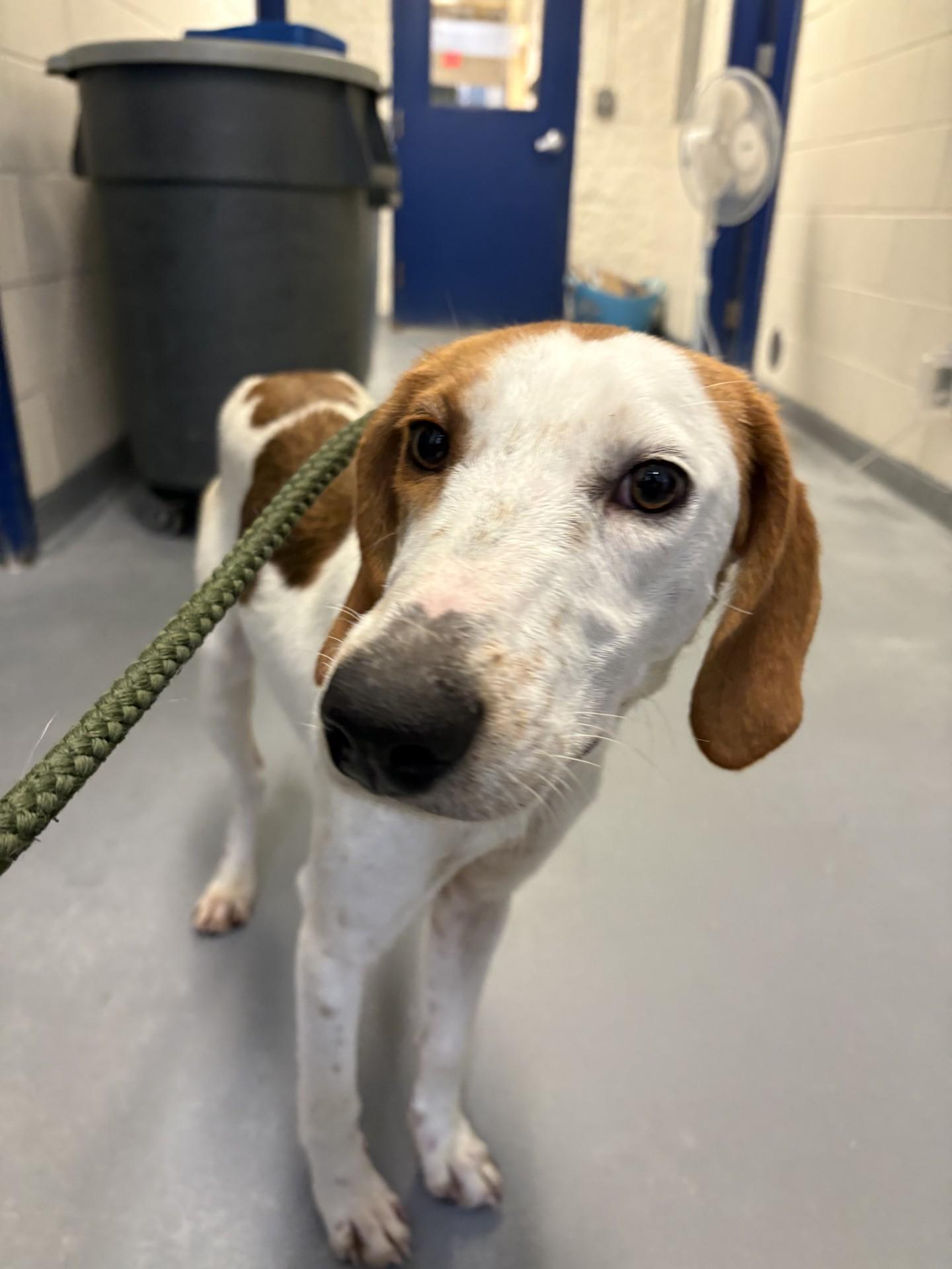 Enlarge Nelly, a ADOPTABLE Hound in Ashland, VA image 3/5