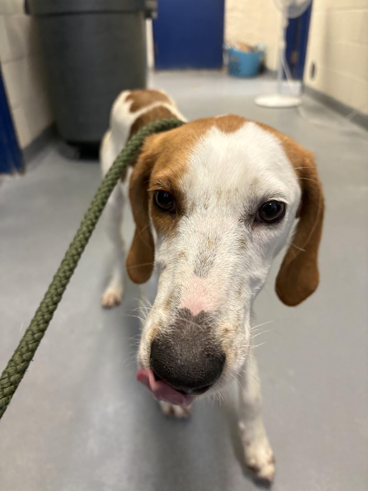 Enlarge Nelly, a ADOPTABLE Hound in Ashland, VA image 2/5