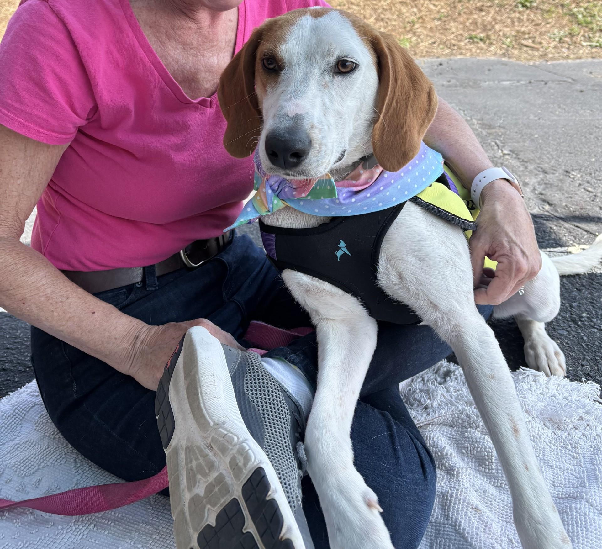 Enlarge Nelly, a ADOPTABLE Hound in Ashland, VA image 1/5