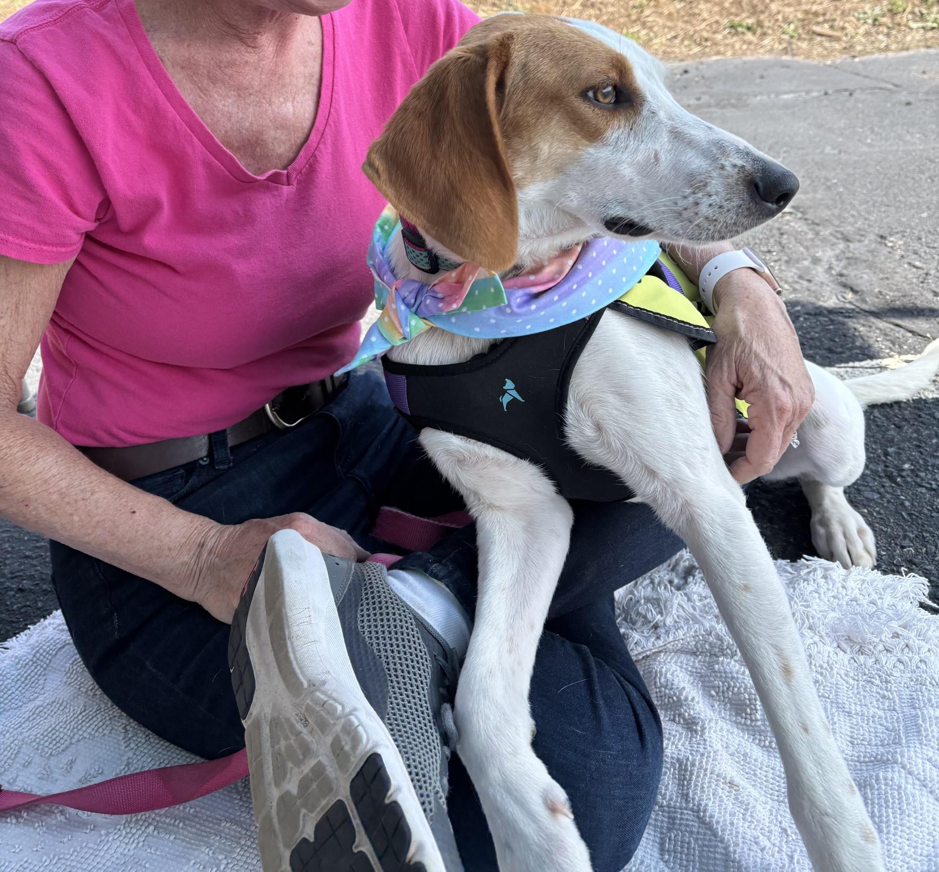 Enlarge Nelly, a ADOPTABLE Hound in Ashland, VA image 5/5