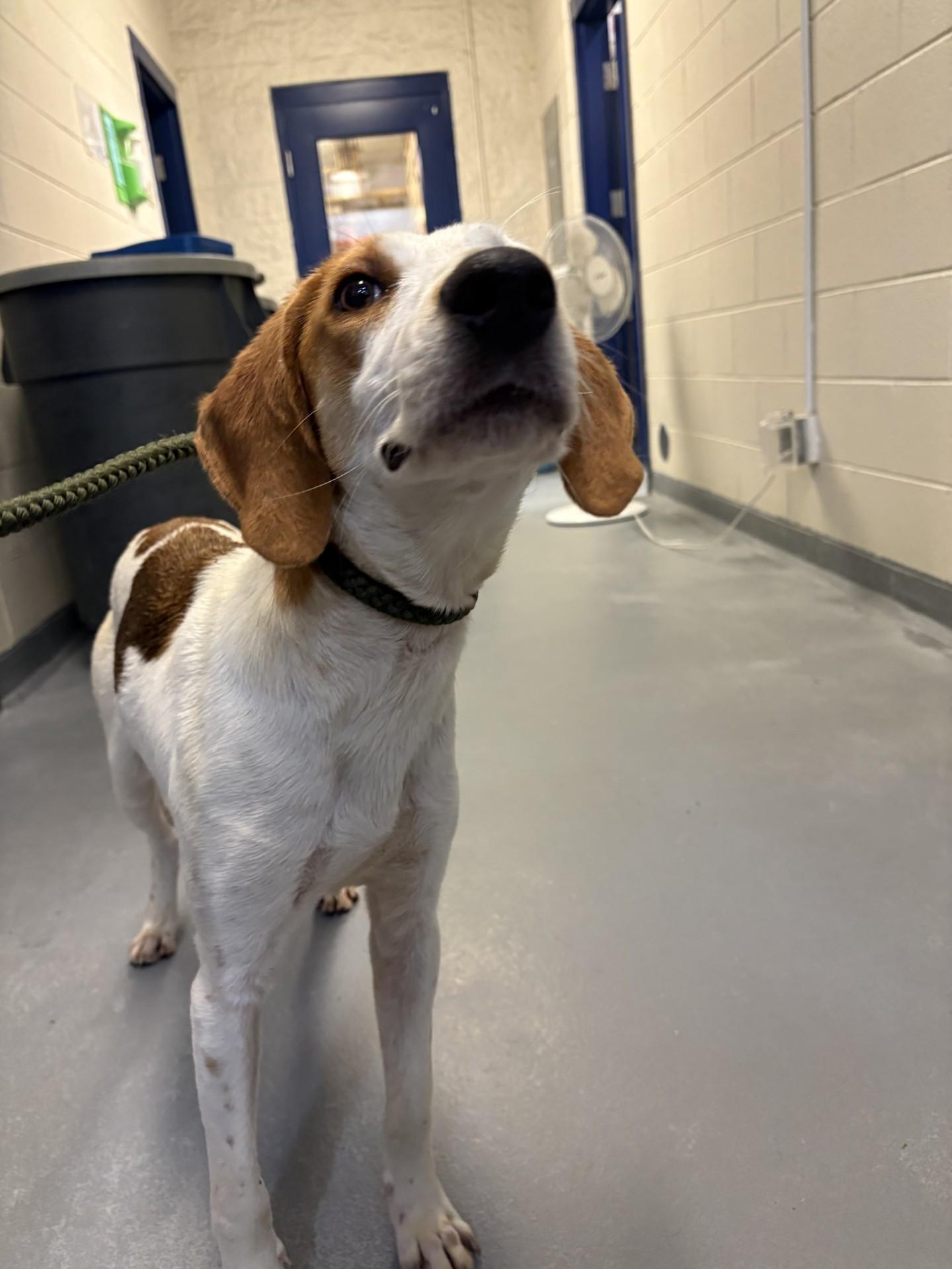 Enlarge Nelly, a ADOPTABLE Hound in Ashland, VA image 4/5