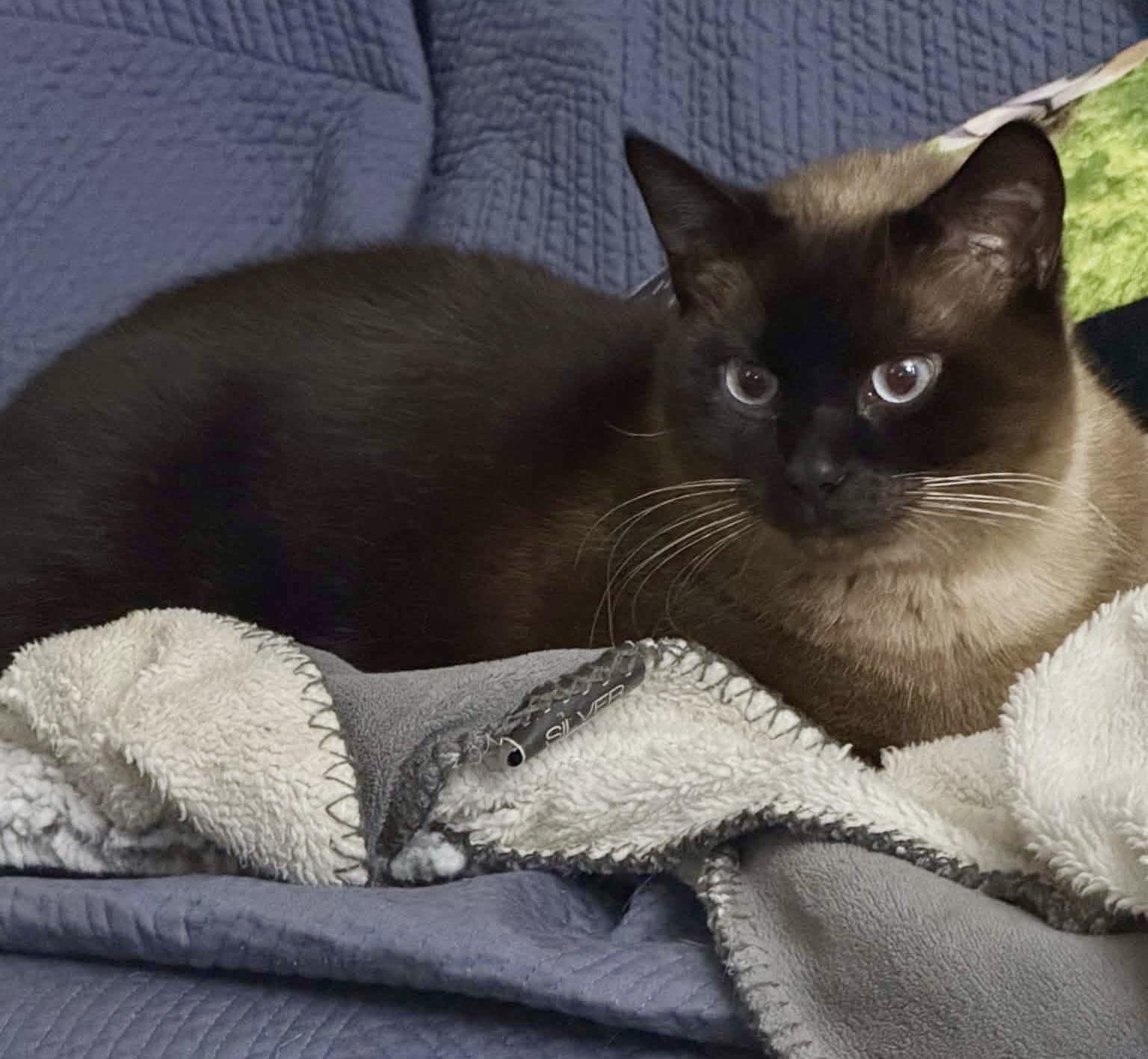 Misty (courtesy listing), adopted, Adult Female Siamese.