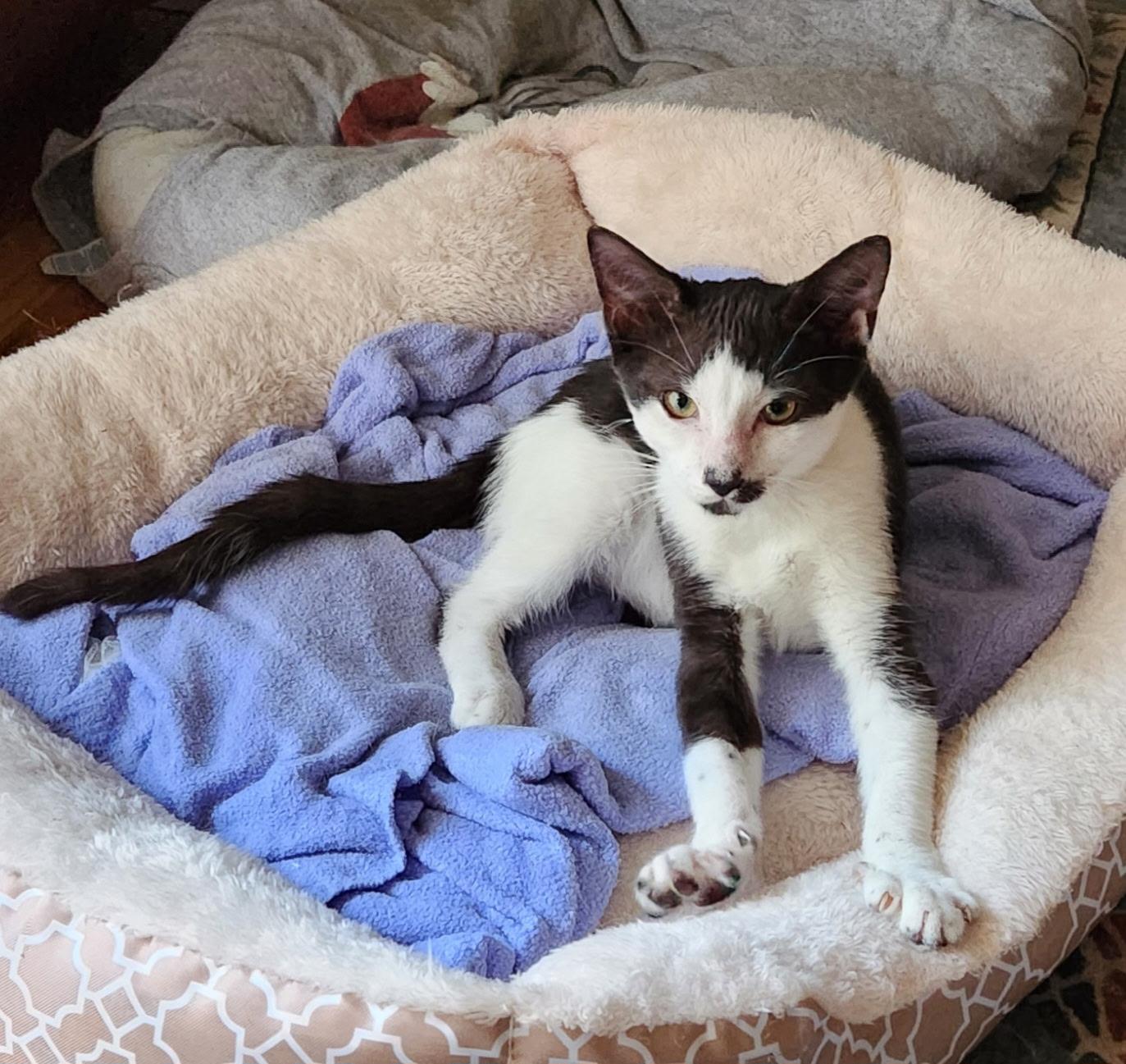Benny, an adopted Tuxedo in Linden, NJ image 3/6