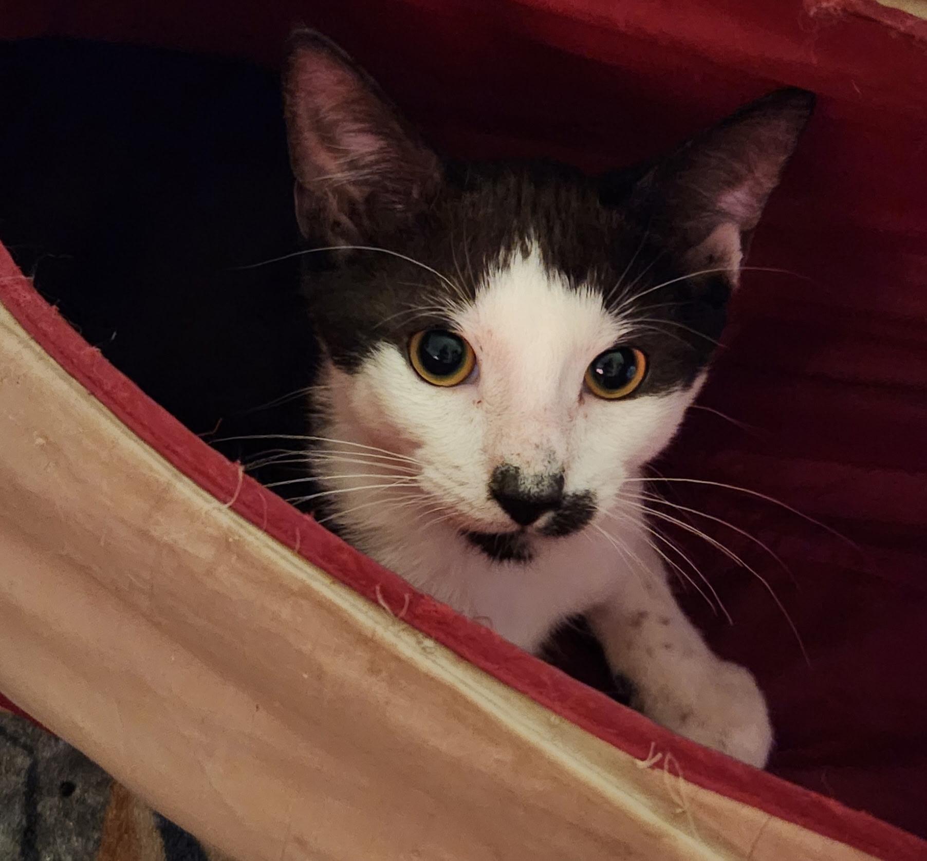 Benny, an adopted Tuxedo in Linden, NJ image 5/6