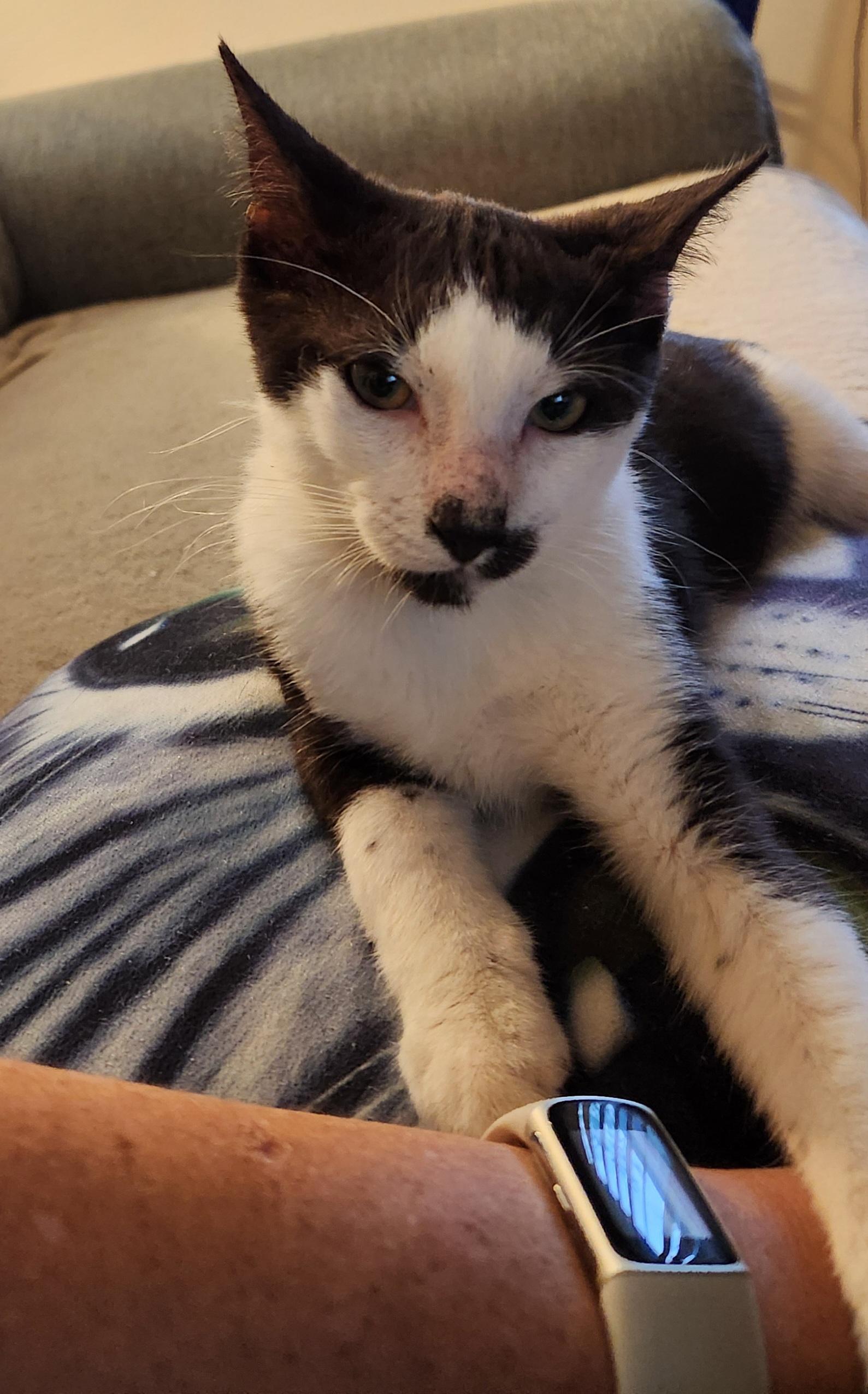 Benny, an adopted Tuxedo in Linden, NJ image 6/6