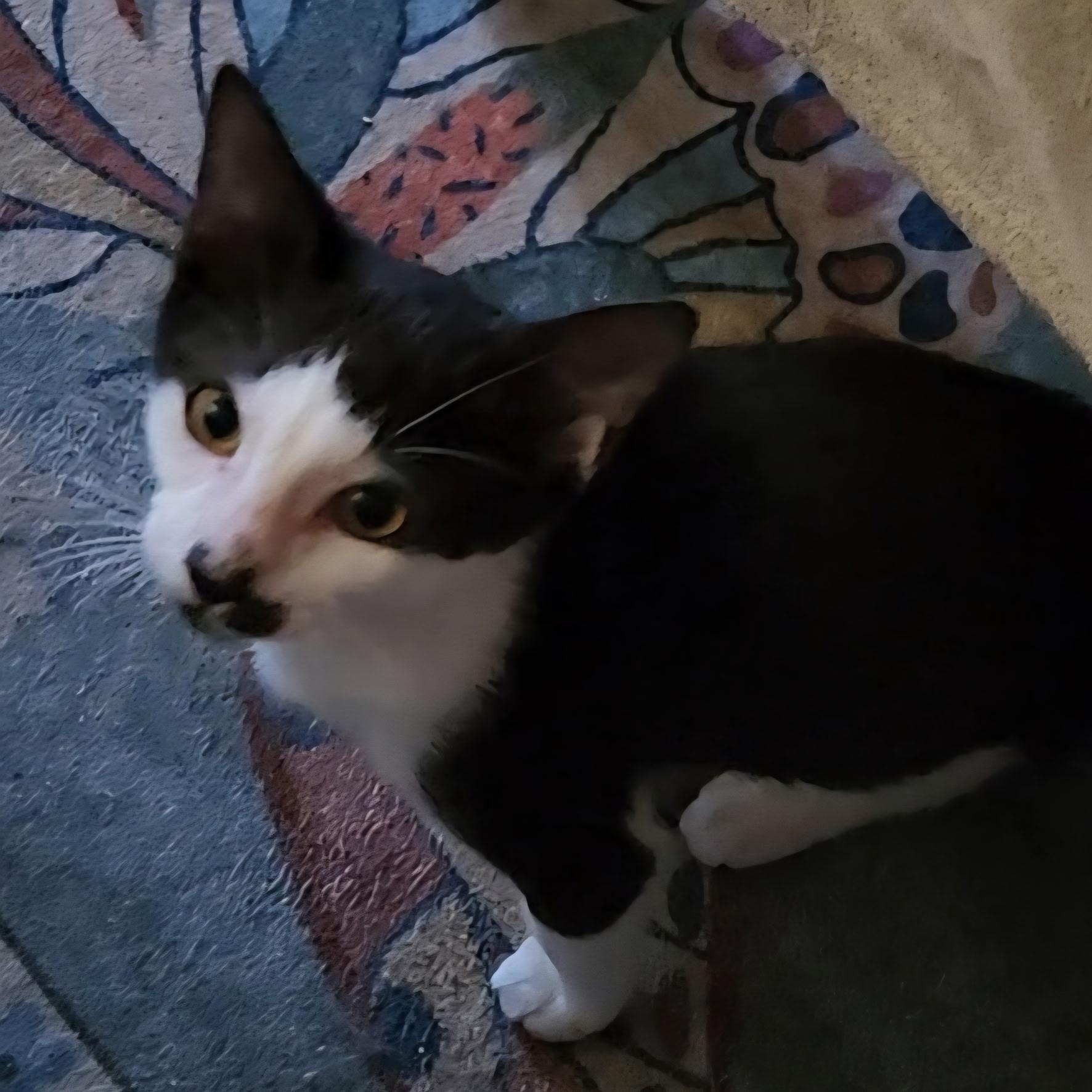 Benny, adopted, Kitten Male Tuxedo.