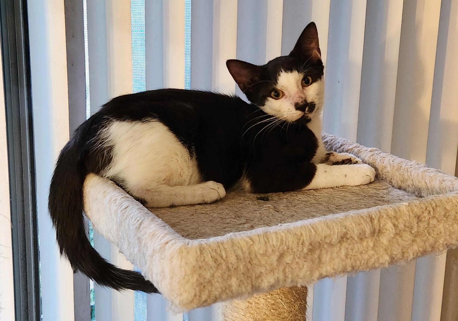 Benny, an adopted Tuxedo in Linden, NJ image 2/6