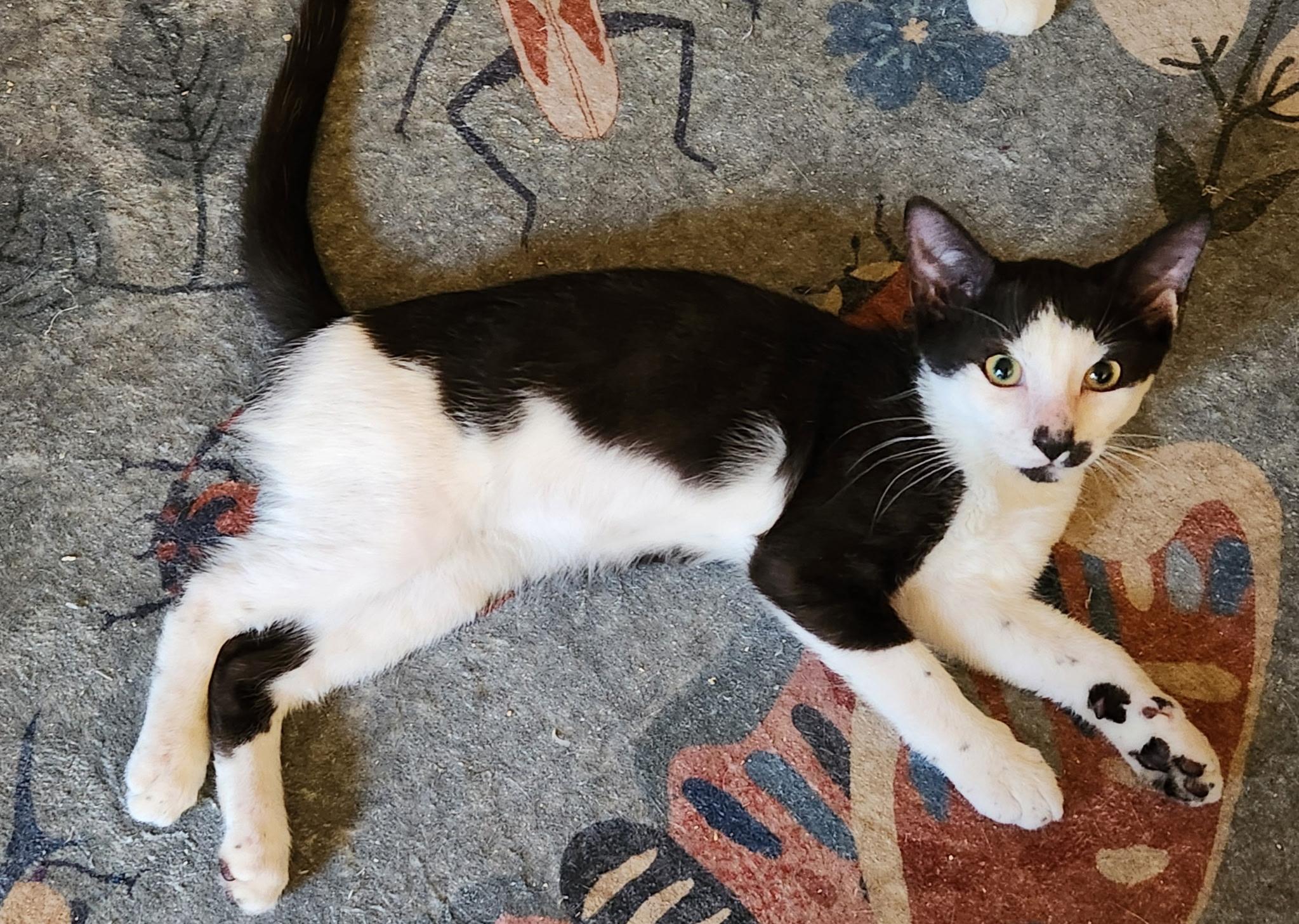 Benny, an adopted Tuxedo in Linden, NJ image 4/6