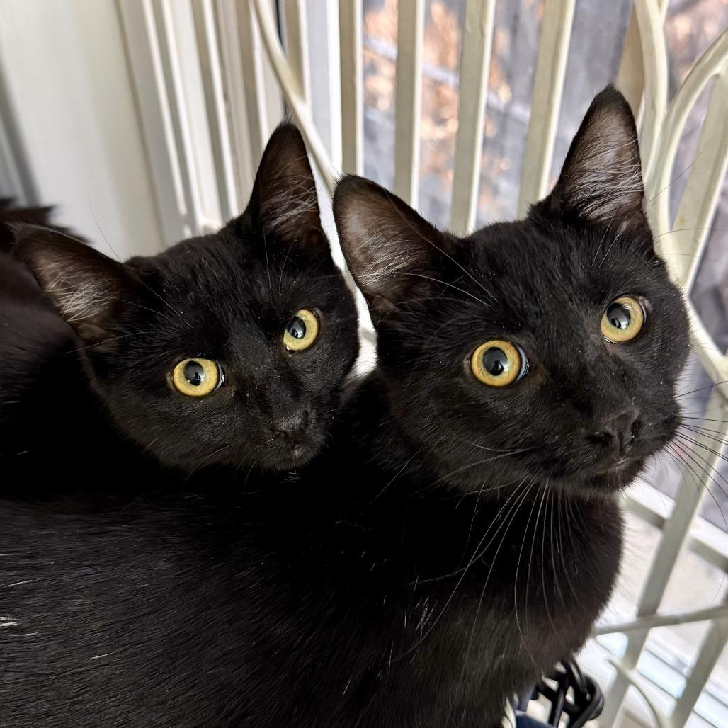 Enlarge Darling Dusk, a Adoptable Domestic Short Hair in Forest Hills, NY image 2/6