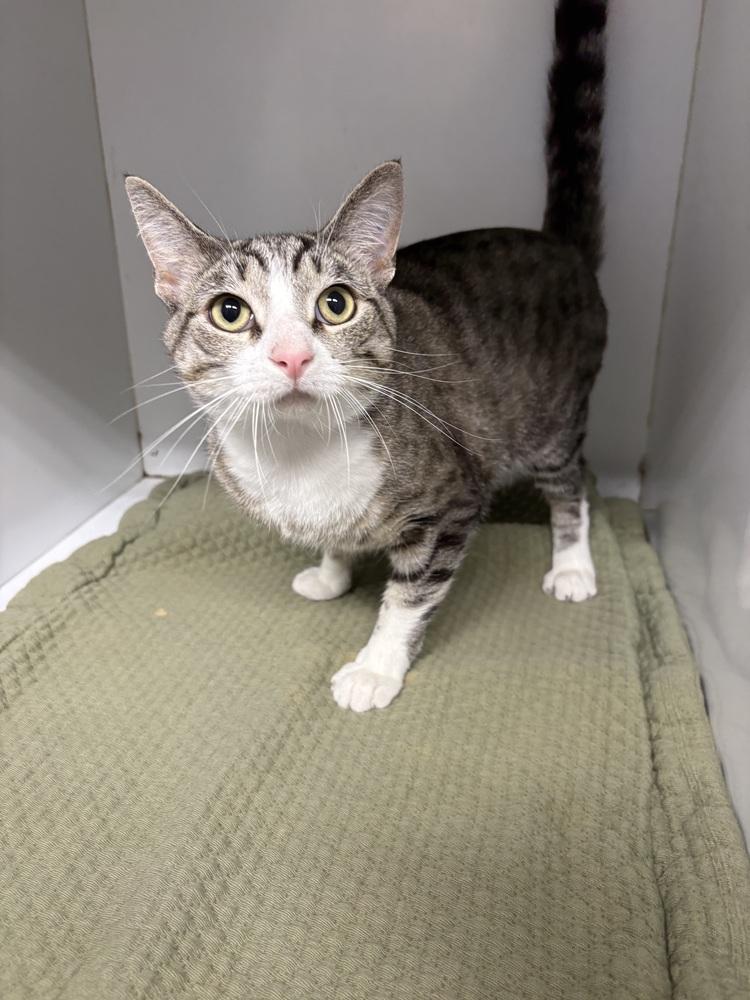 Enlarge Ian, a Adoptable Domestic Short Hair in Rochester, IN image 1/1