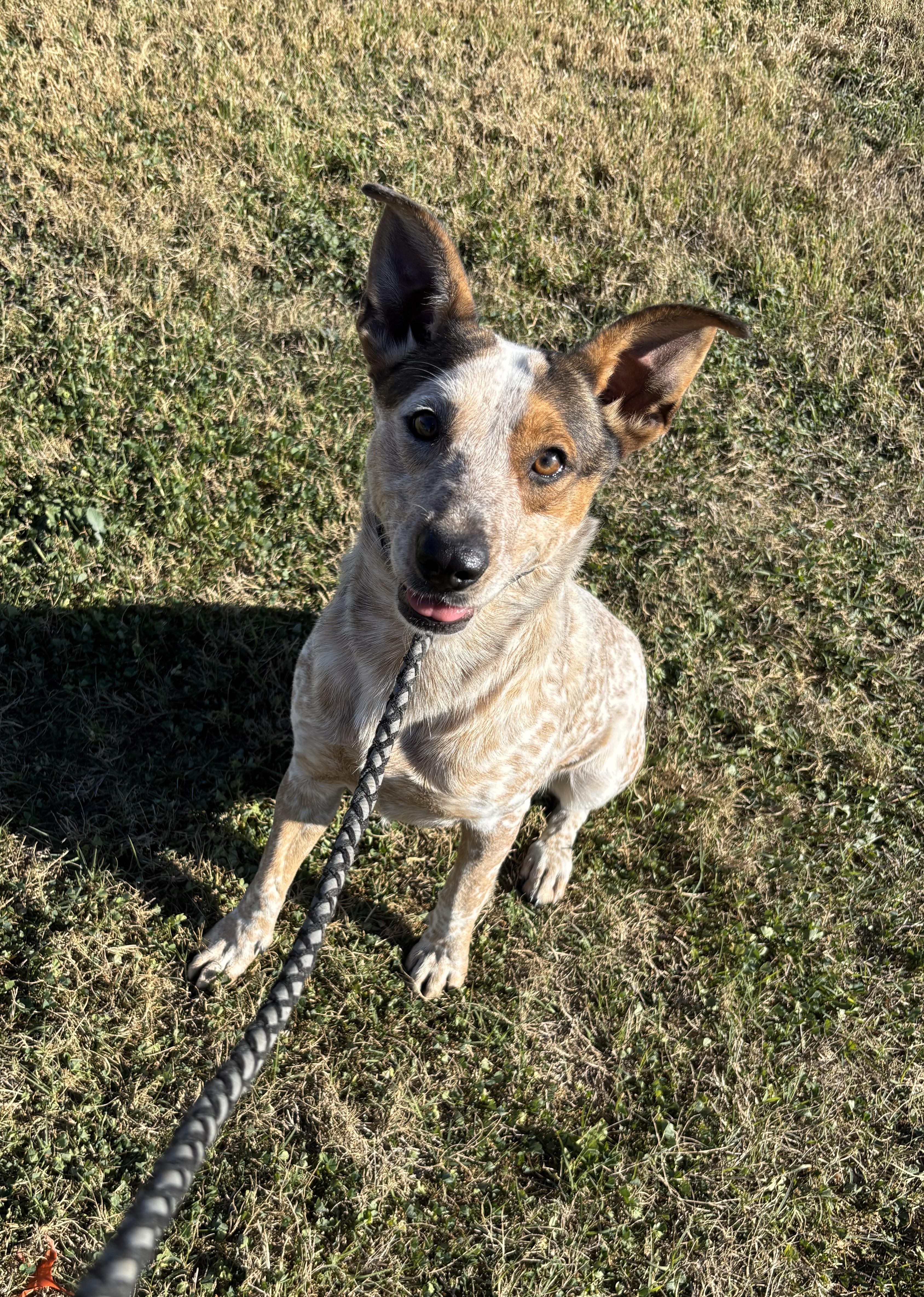 Speckles, ADOPTABLE, Adult Female Australian Cattle Dog / Blue Heeler.
