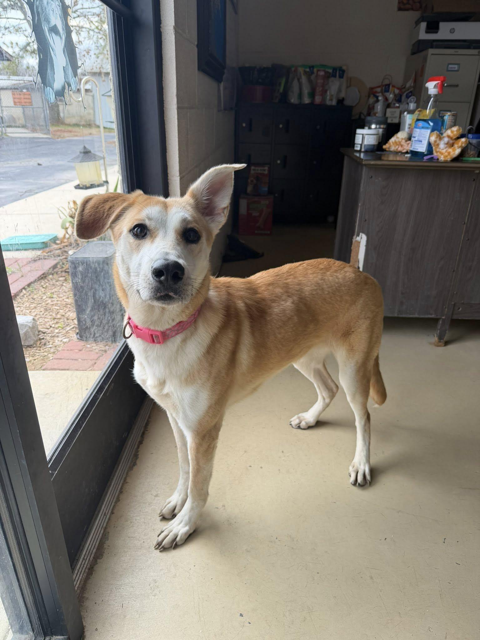 Sugar, ADOPTABLE, Adult Female German Shepherd Dog.