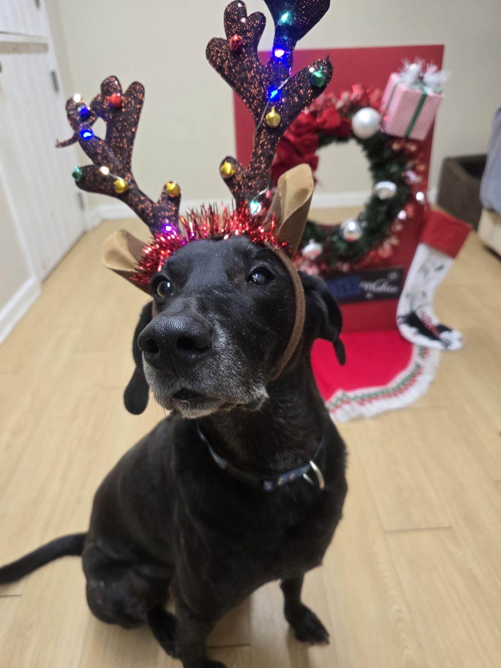 Stanley Martin Steele, a Adoptable mixed breed in Rockaway, NJ image 2/6