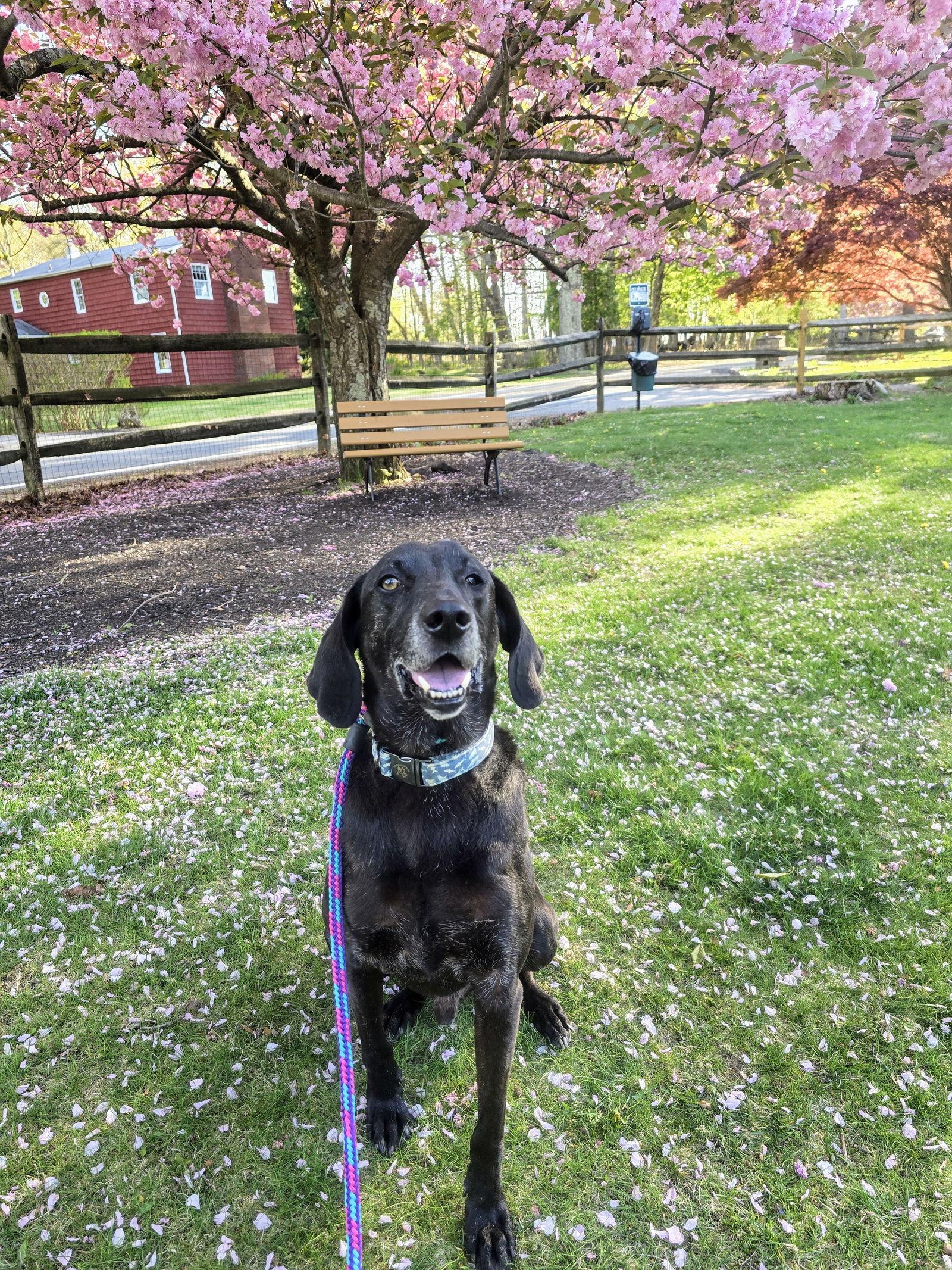 Stanley Martin Steele, a Adoptable mixed breed in Rockaway, NJ image 2/3