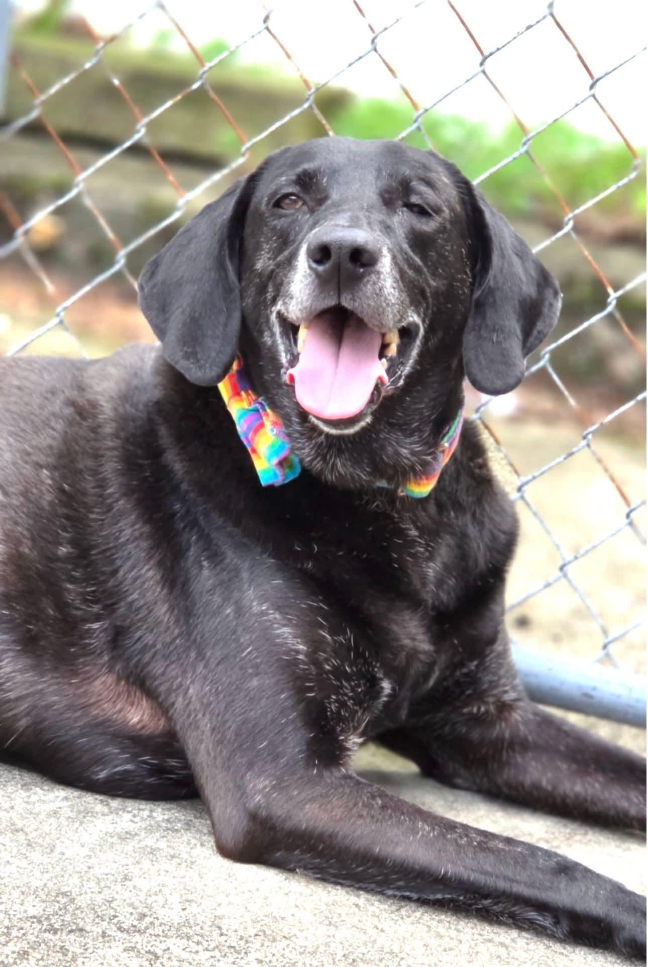 Stanley Martin Steele, a Adoptable mixed breed in Rockaway, NJ image 3/3