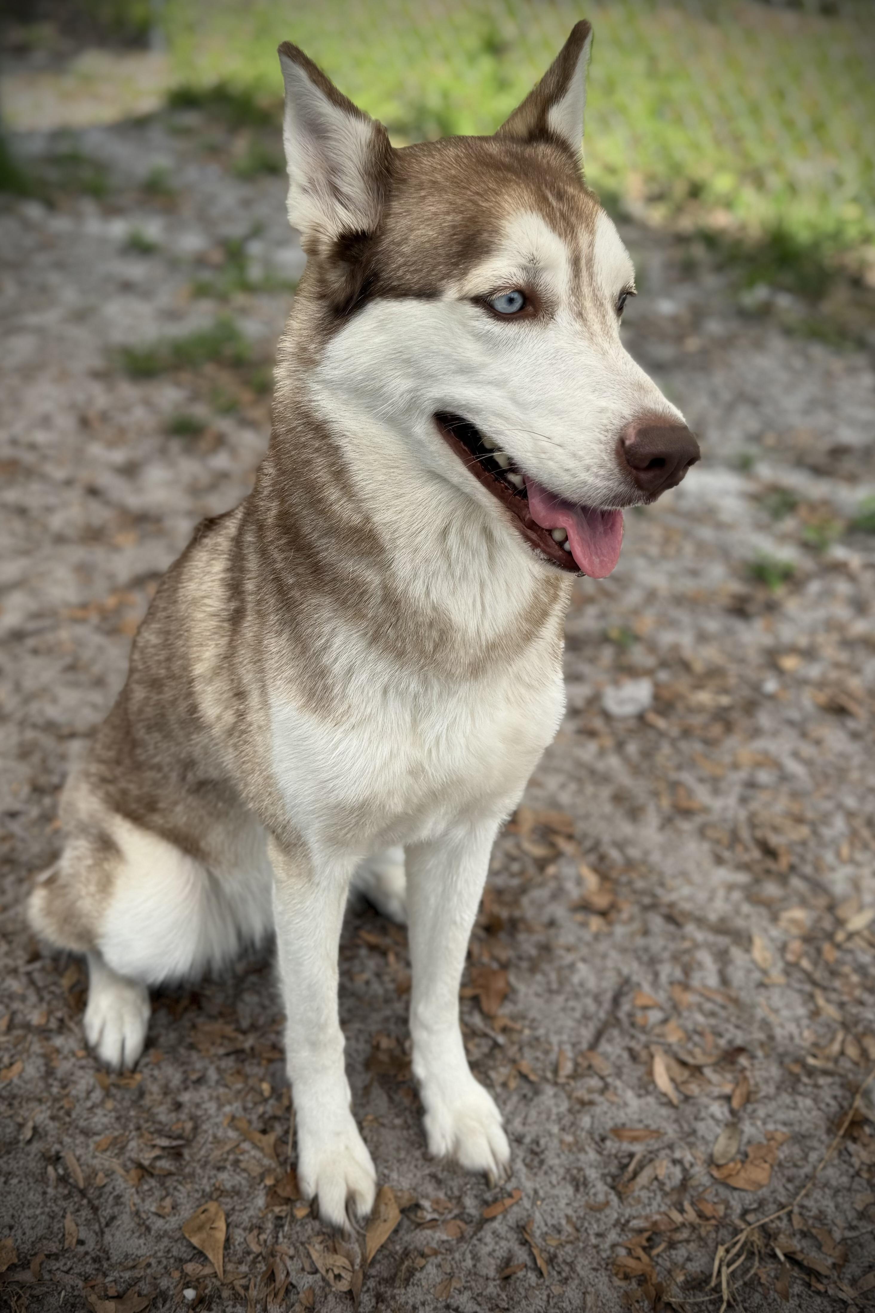 Enlarge Shiloh, an adoptable Husky in Plant City, FL image 2/5