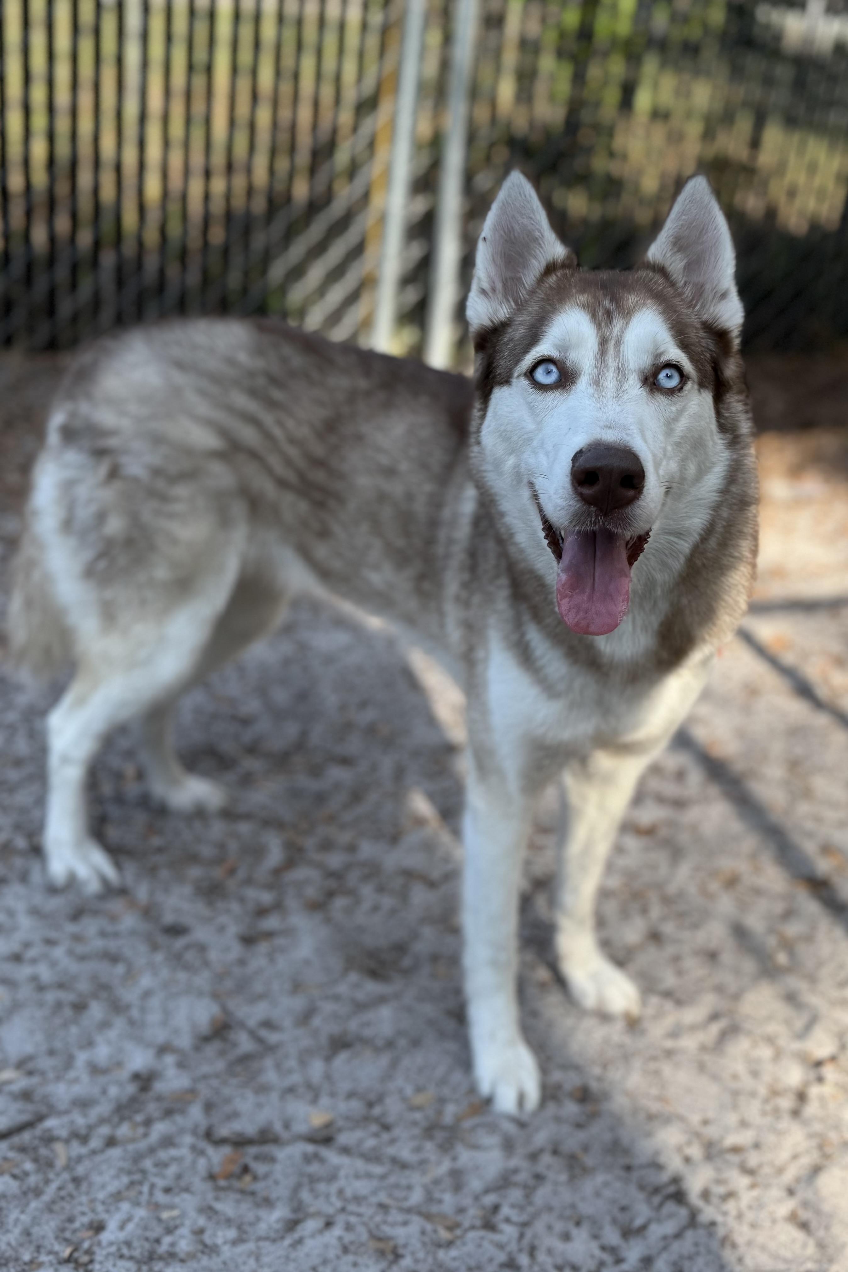 Enlarge Shiloh, an adoptable Husky in Plant City, FL image 5/5