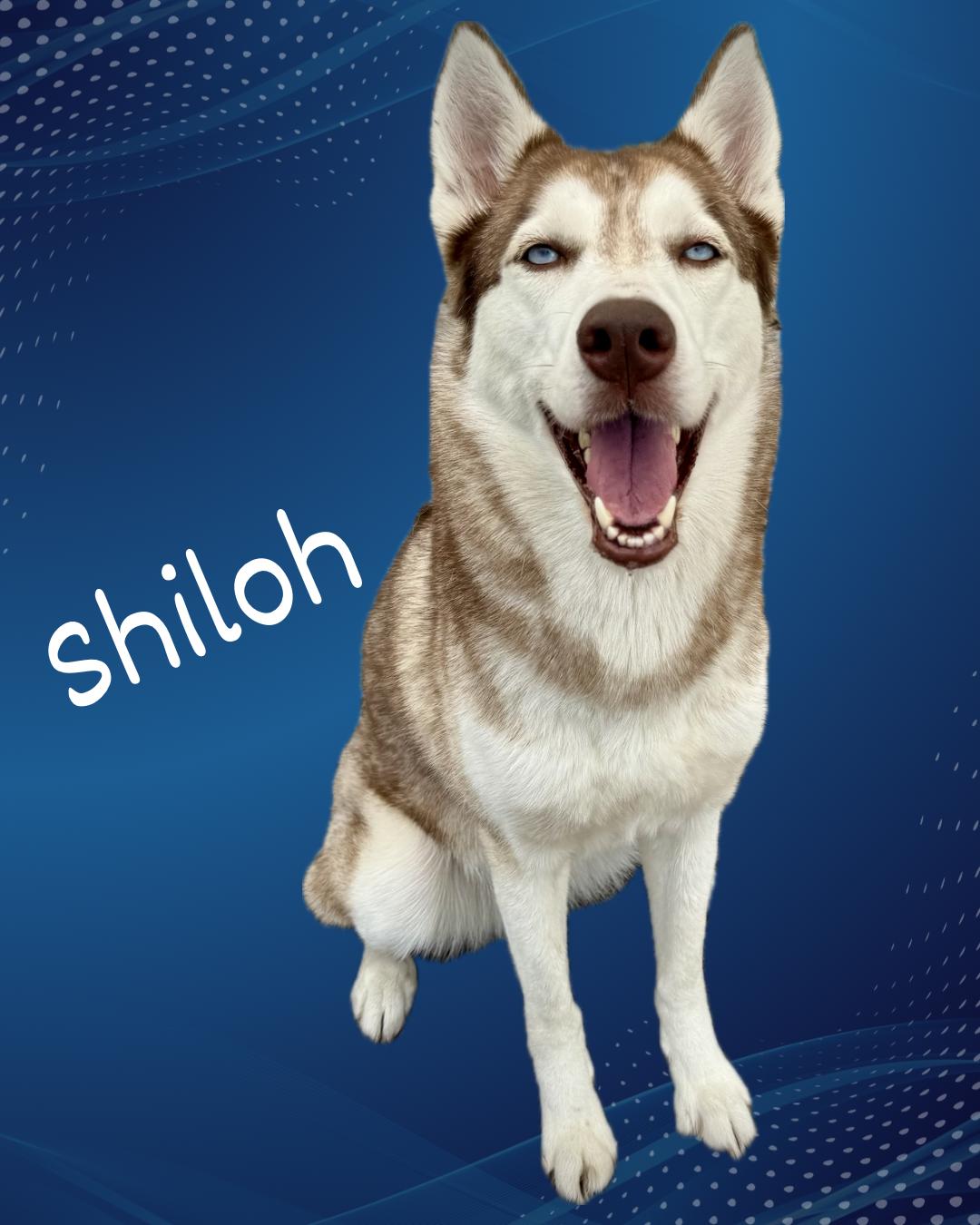 Enlarge Shiloh, an adoptable Husky in Plant City, FL image 1/5