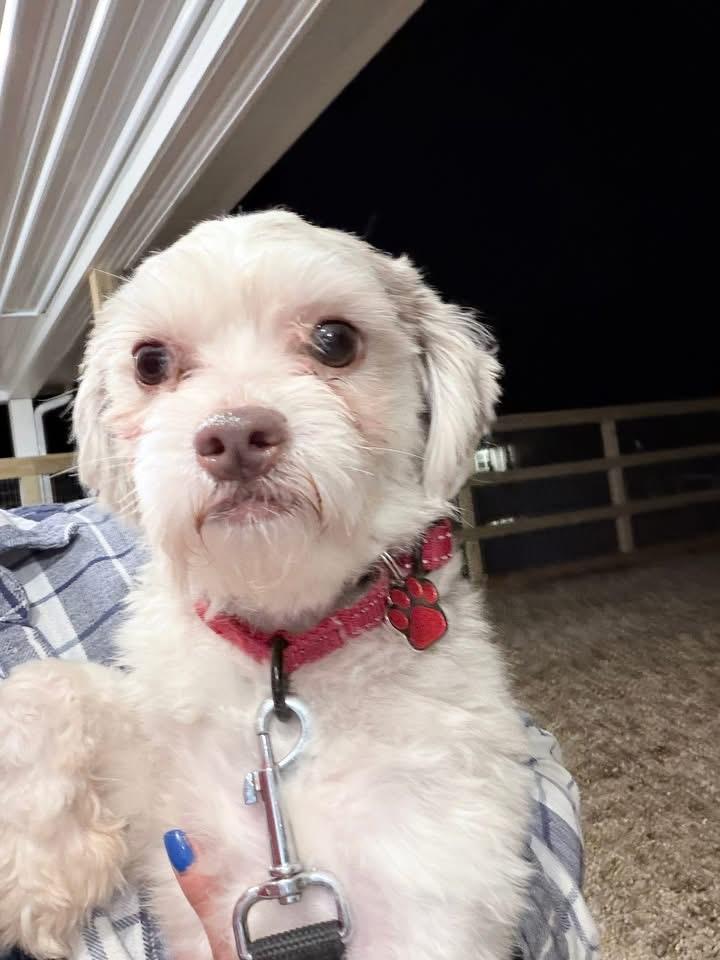 PJ Rusty, an adoptable mixed breed in Grafton, OH image 2/2