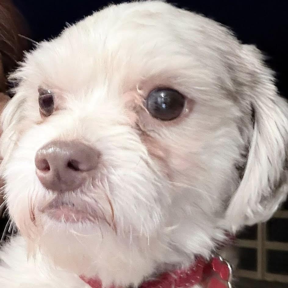 PJ Rusty, adoptable, Young Male Shih Tzu.