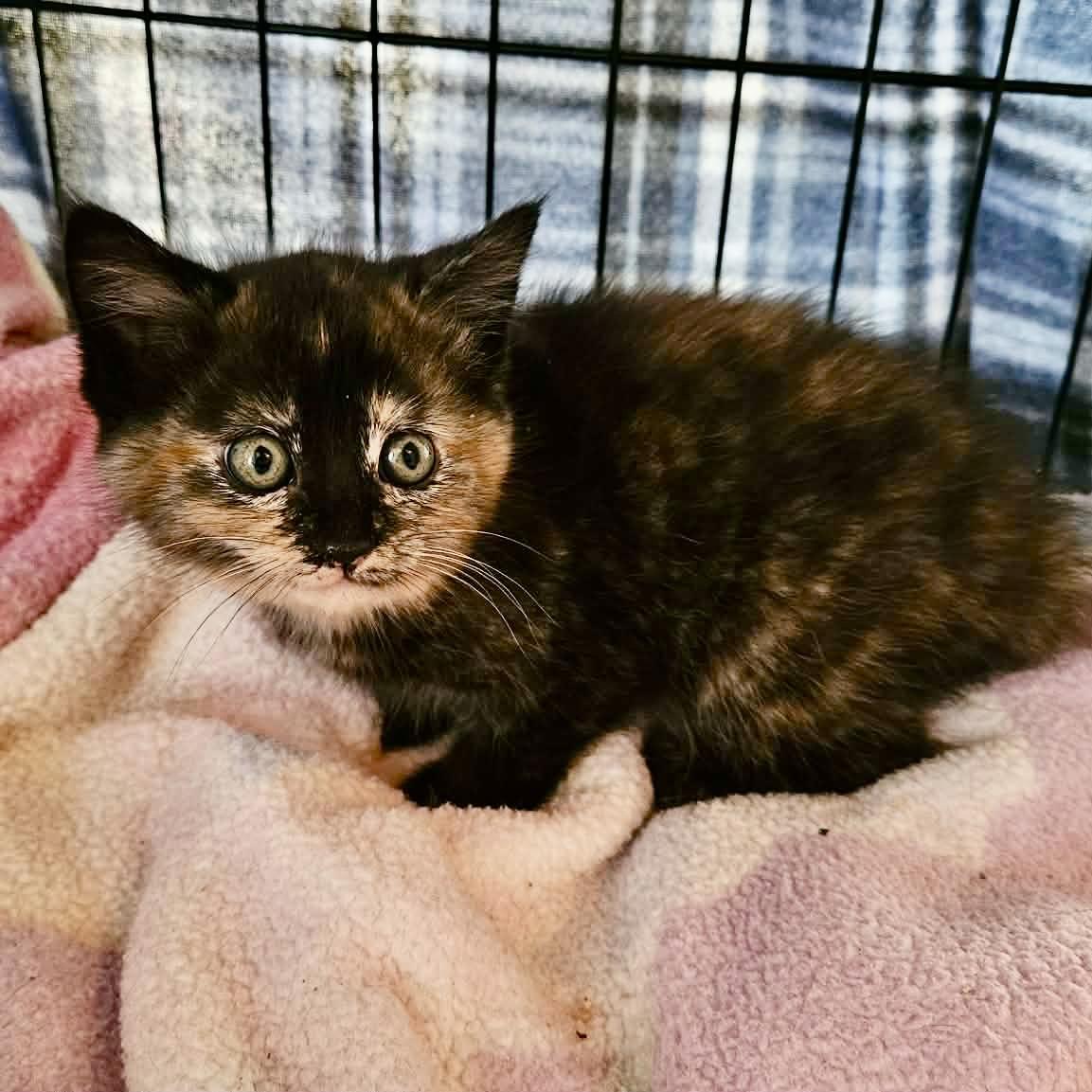 Enlarge Cleo, an adopted mixed breed in Myrtle Beach, SC image 1/4