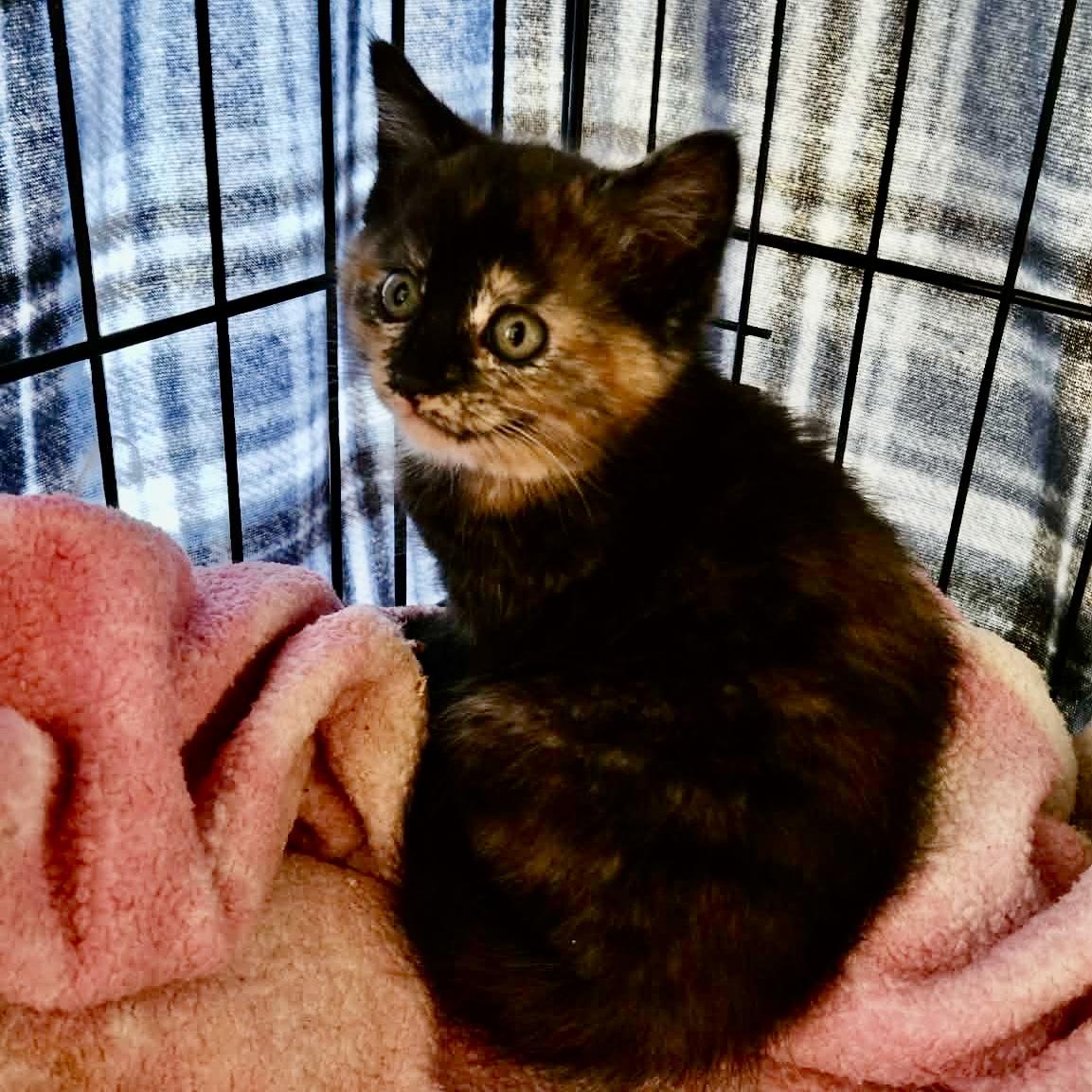 Enlarge Cleo, an adopted mixed breed in Myrtle Beach, SC image 2/4