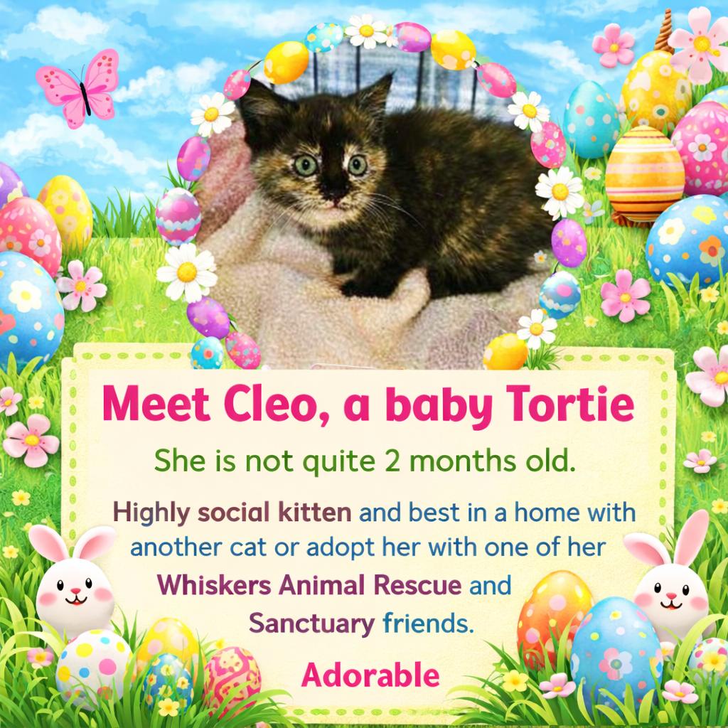 Enlarge Cleo, an adopted mixed breed in Myrtle Beach, SC image 4/4