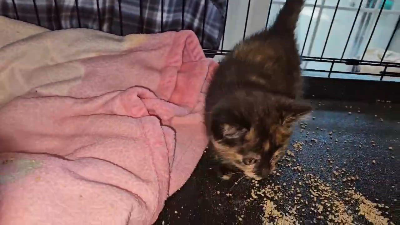 Enlarge Cleo, an adopted mixed breed in Myrtle Beach, SC video 3/4