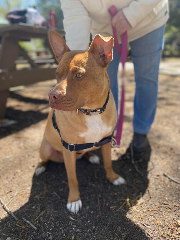 Marley, Adoptable, Adult Female Retriever.