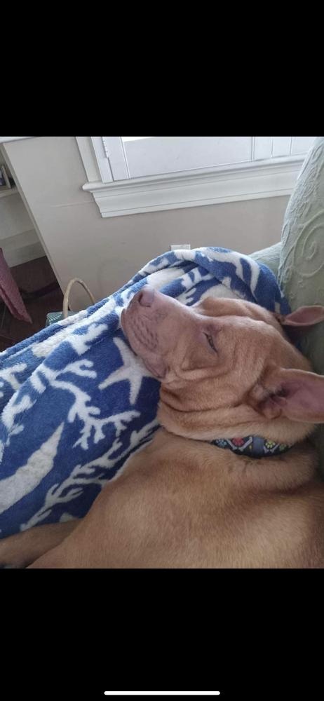 Enlarge Marley, a Adoptable Retriever in Wendell, NC image 2/6