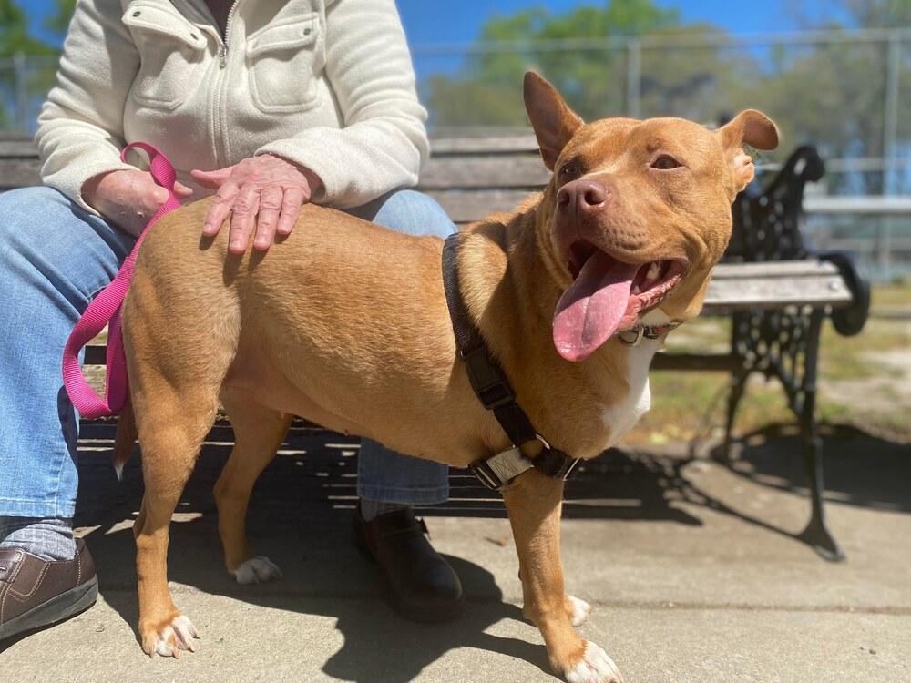 Enlarge Marley, a Adoptable Retriever in Wendell, NC image 3/6