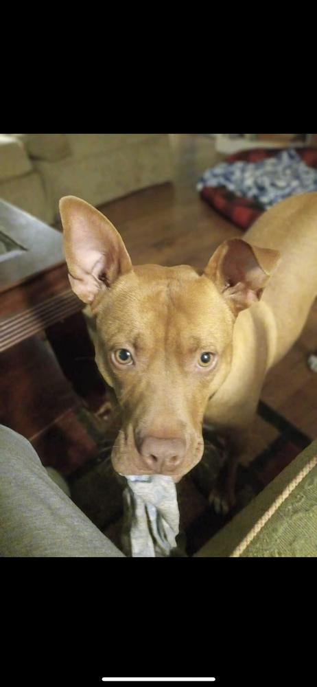 Enlarge Marley, a Adoptable Retriever in Wendell, NC image 4/6